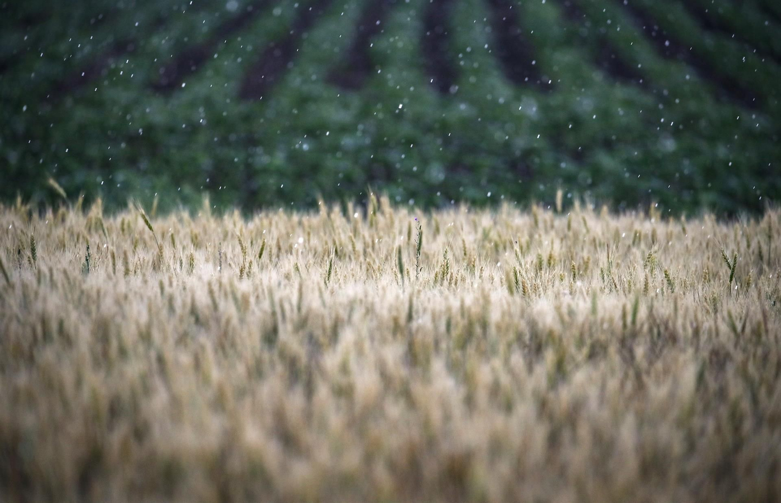 trigo en un campo de trigo este miércoles cerca de Melitopol, en la región de Zaporizhia, Ucrania (EFE)