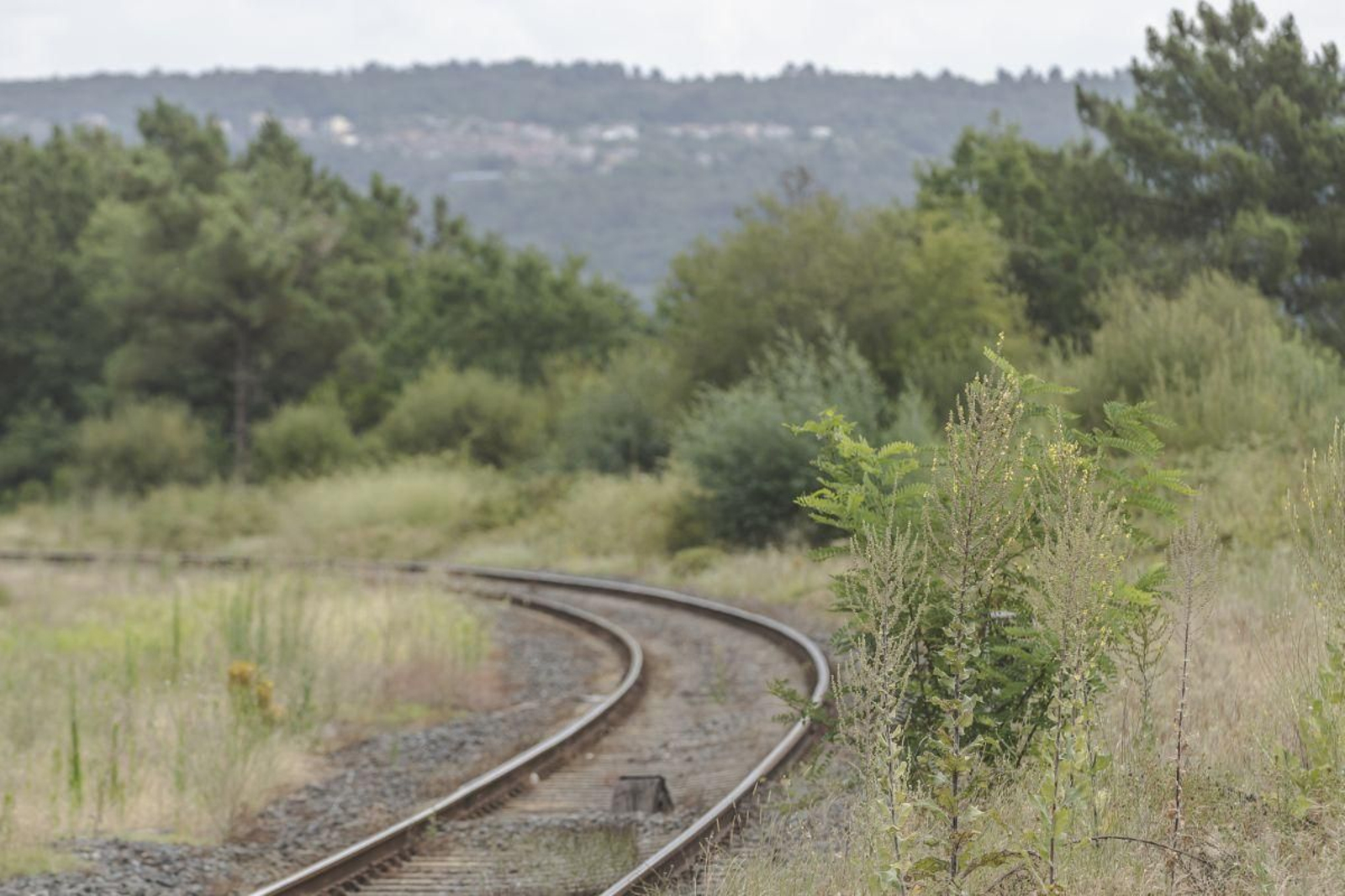 La vegetación crece al pie de la vía, cerca de la estación de Santa Cruz de Arrabaldo.
