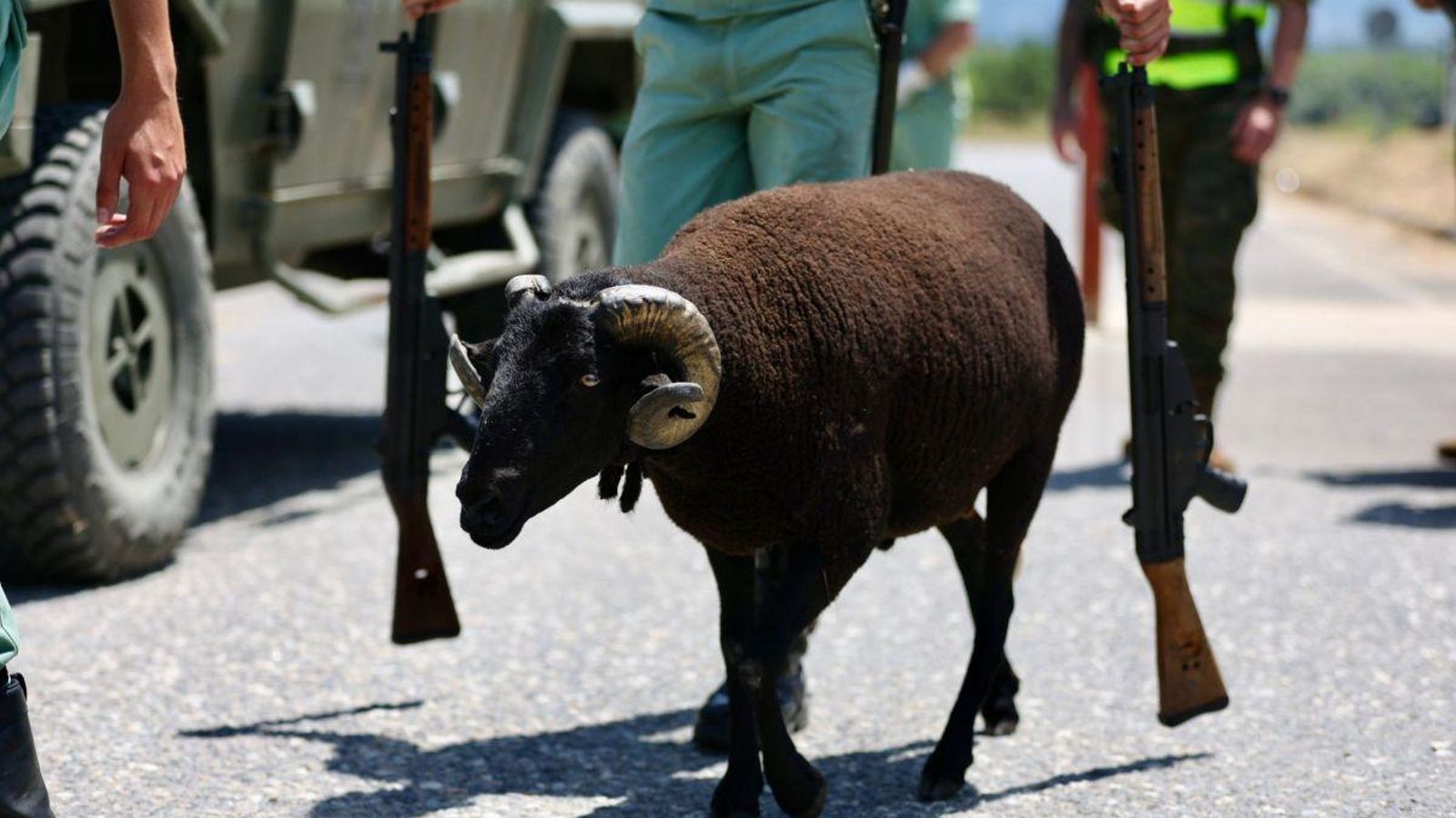 El carnero (que no cabra) y mascota de la Legión, ‘Baraka’, será una de las atracciones del desfile. Uno más de la unidad militar