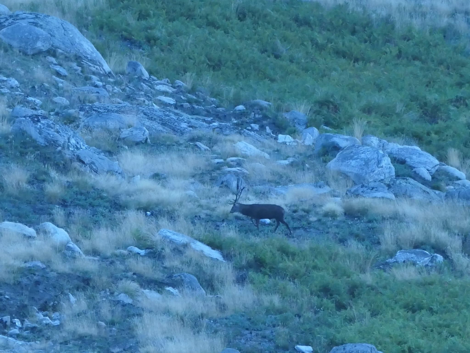 Galería | Así suena el otoño en Ourense: la berrea llena de sonidos las montañas
