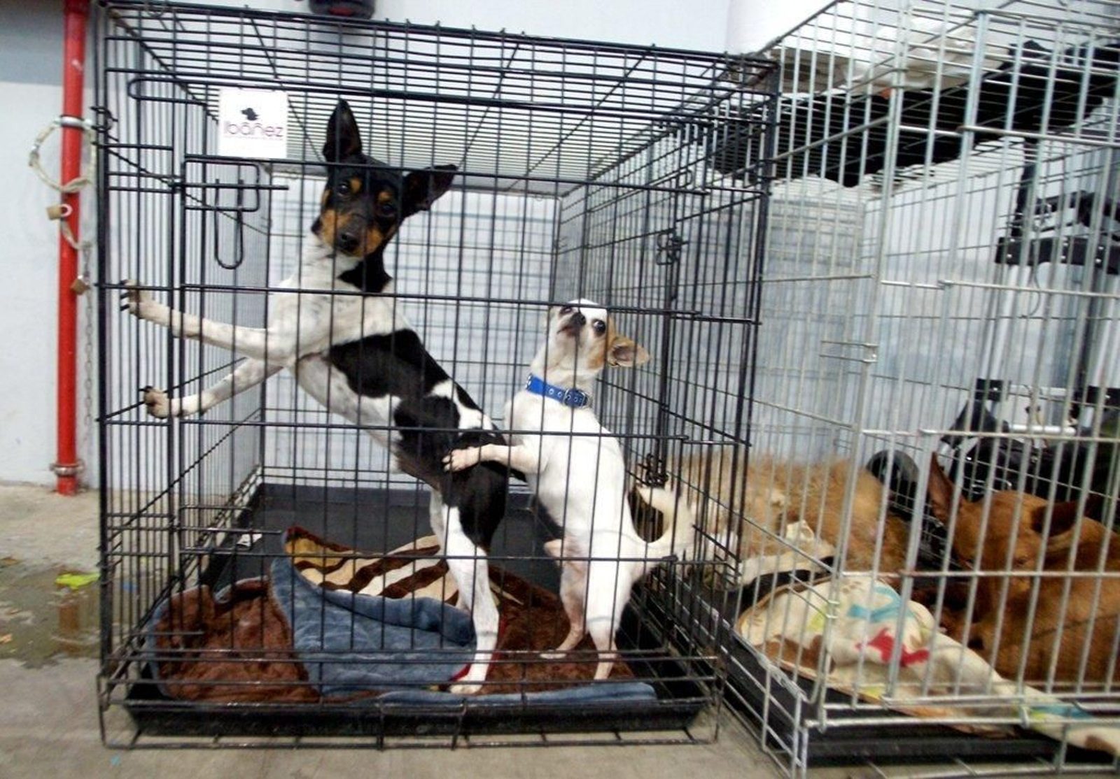 Exposición Canina en el Ifevi Foto Vicente12