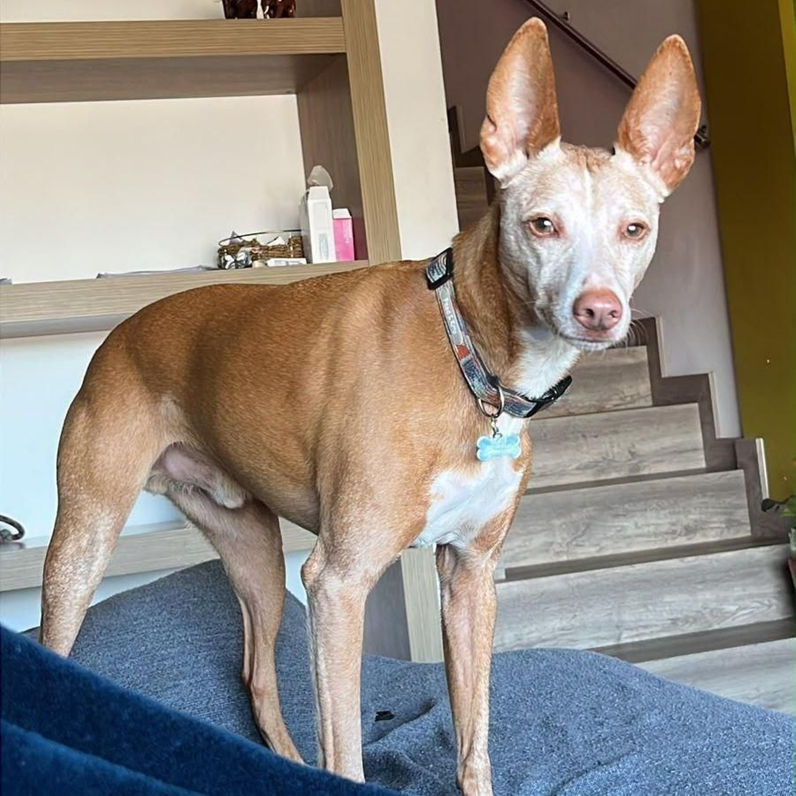 Blau, un podenco de nueve años, desapareció el pasado 3 de abril en Vilarmel, en el municipio lucense de Quiroga.