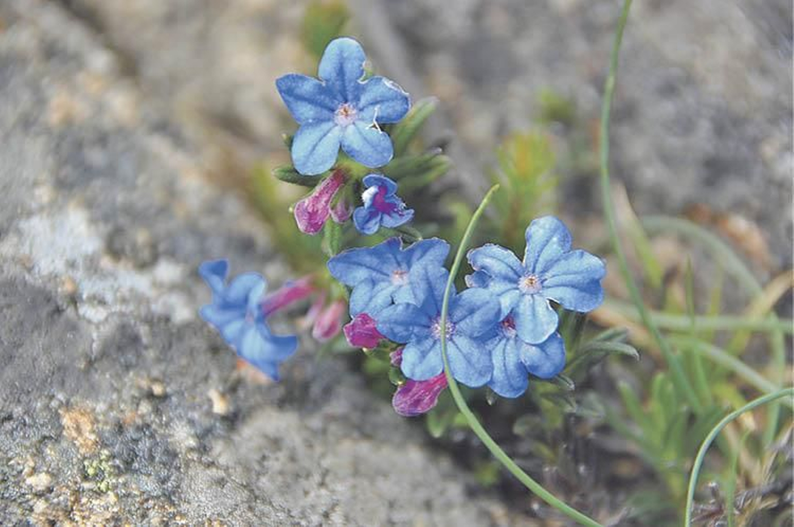 Una preciosa glandora con la coloración azul púrpura.
