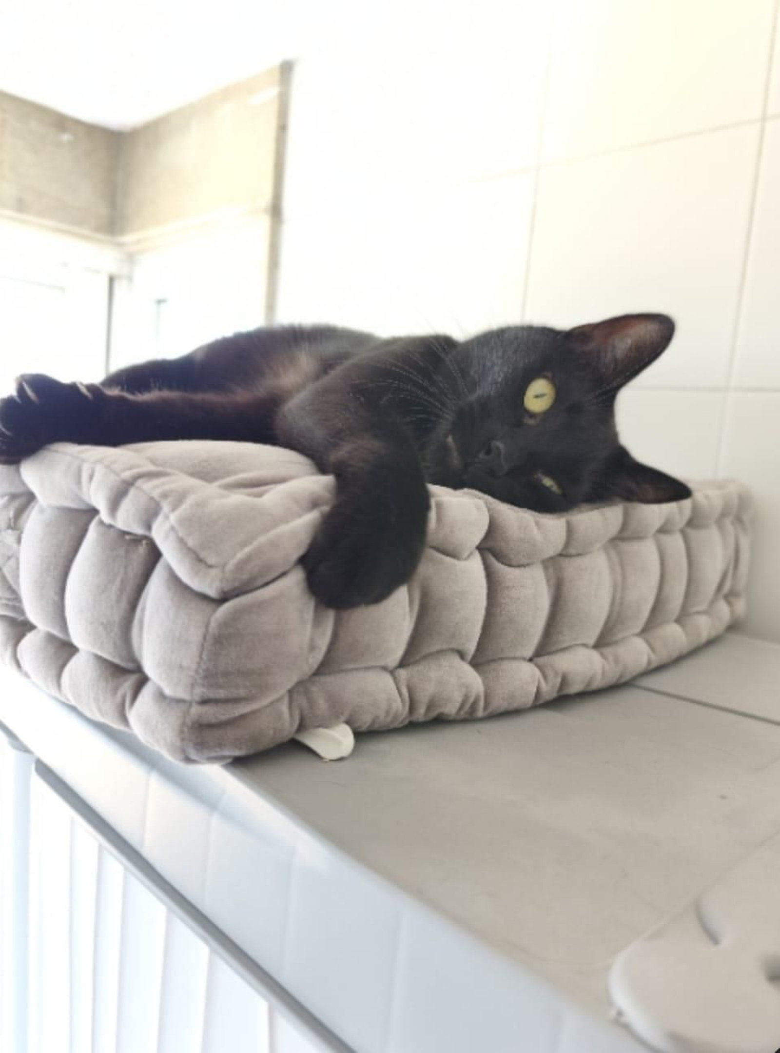 Pan