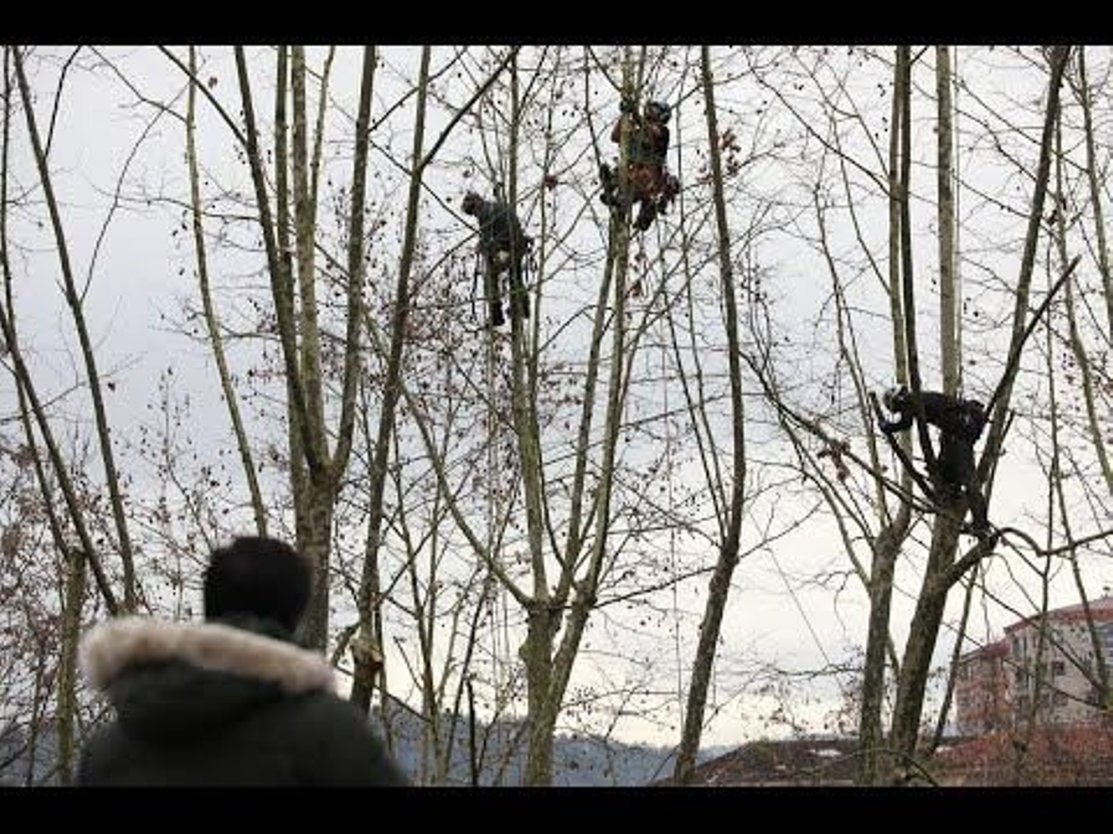 Talas de árboles en la zona de la Plaza de Abastos