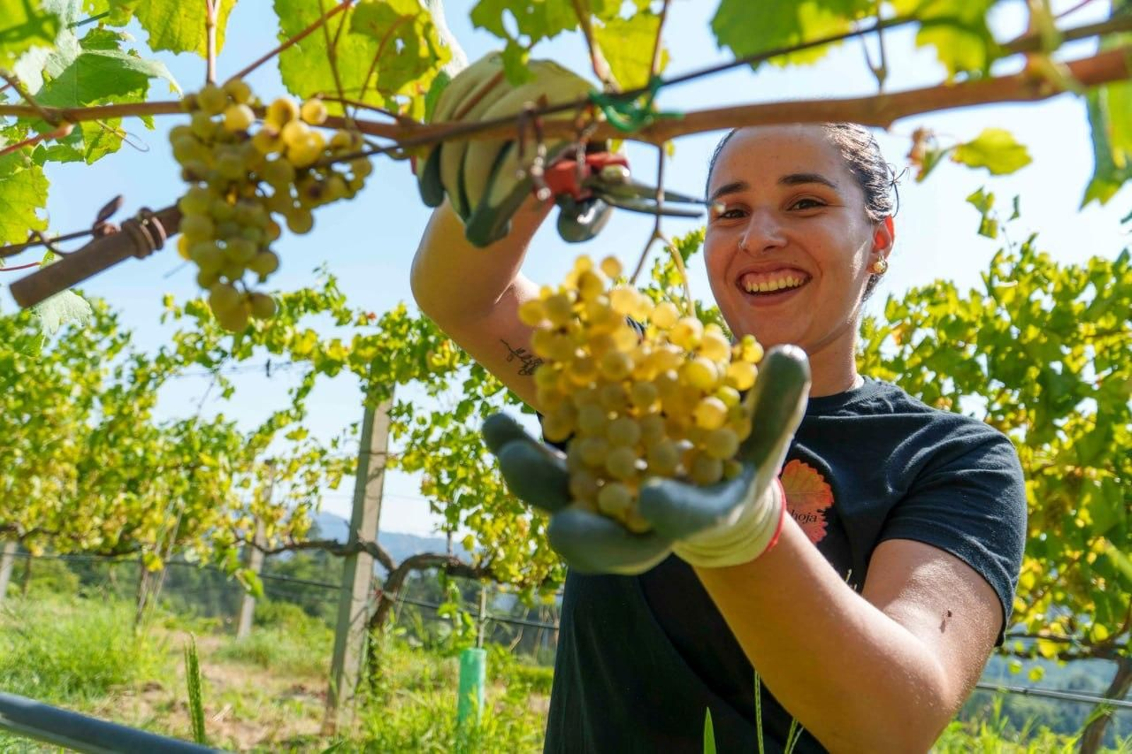Galería | El calor adelanta la vendimia en las Rías Baixas
