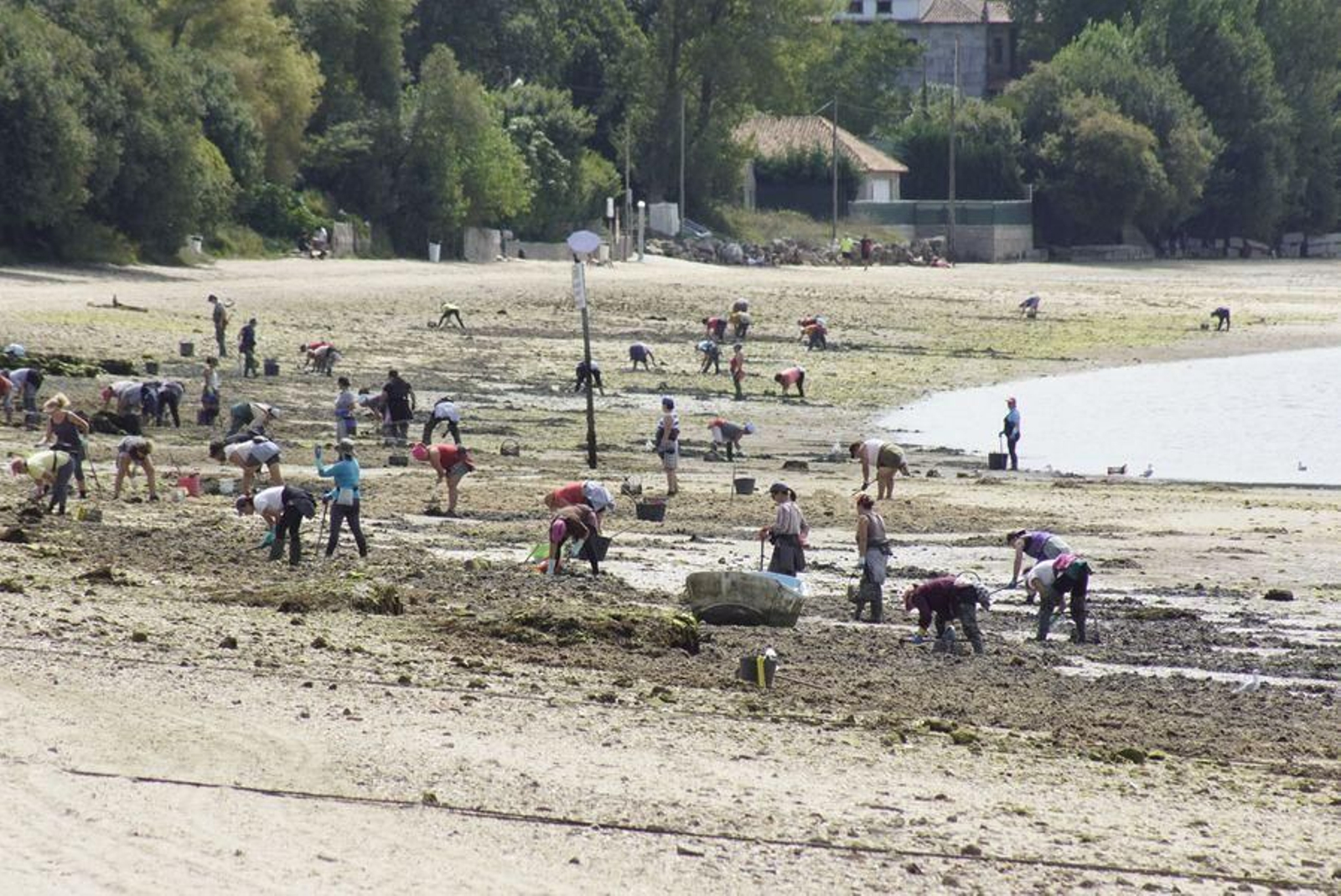 Un grupo de mujeres mariscadoras faenando en Cesantes.
