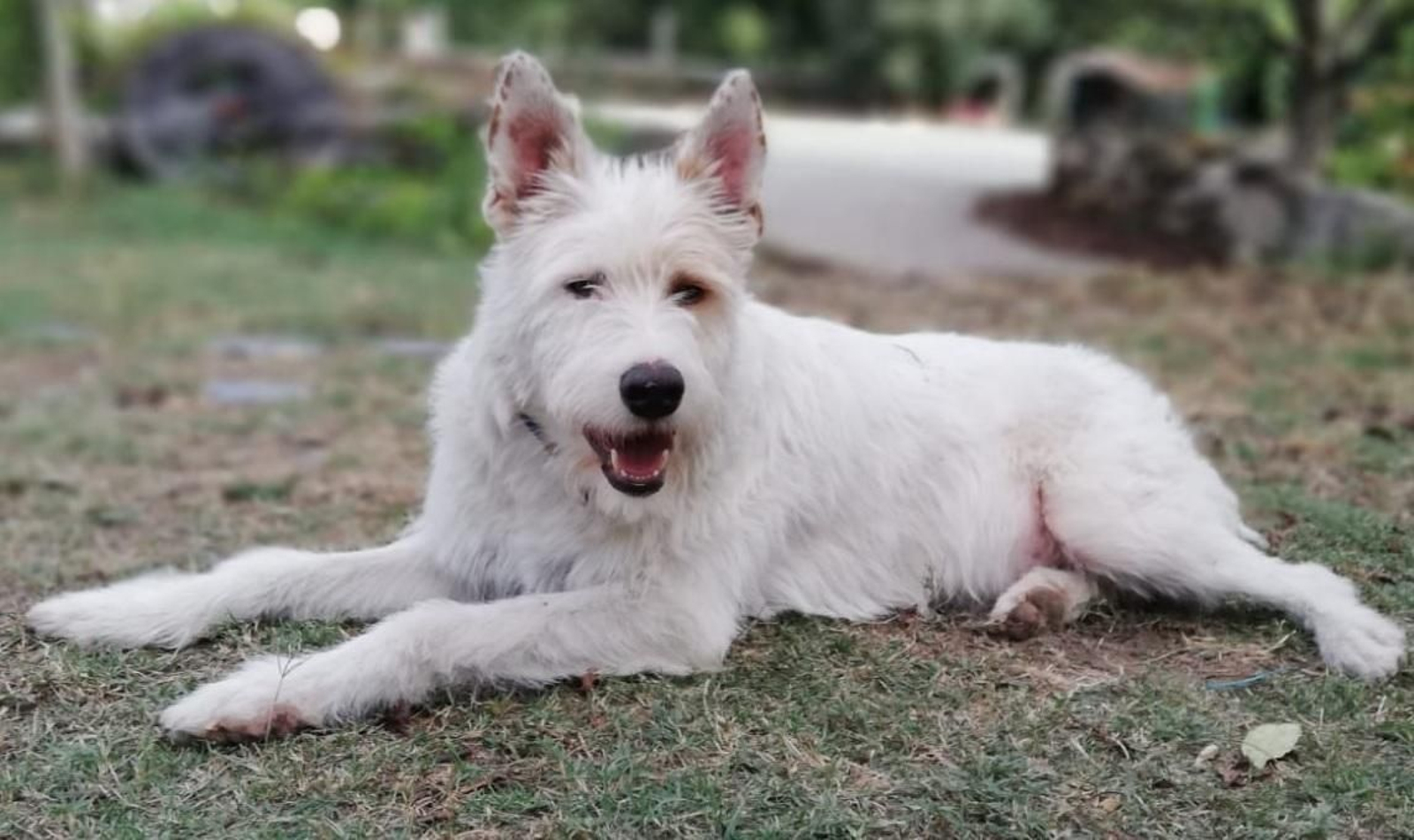 Balú, perdido desde el 7 de enero, en una imagen reciente.