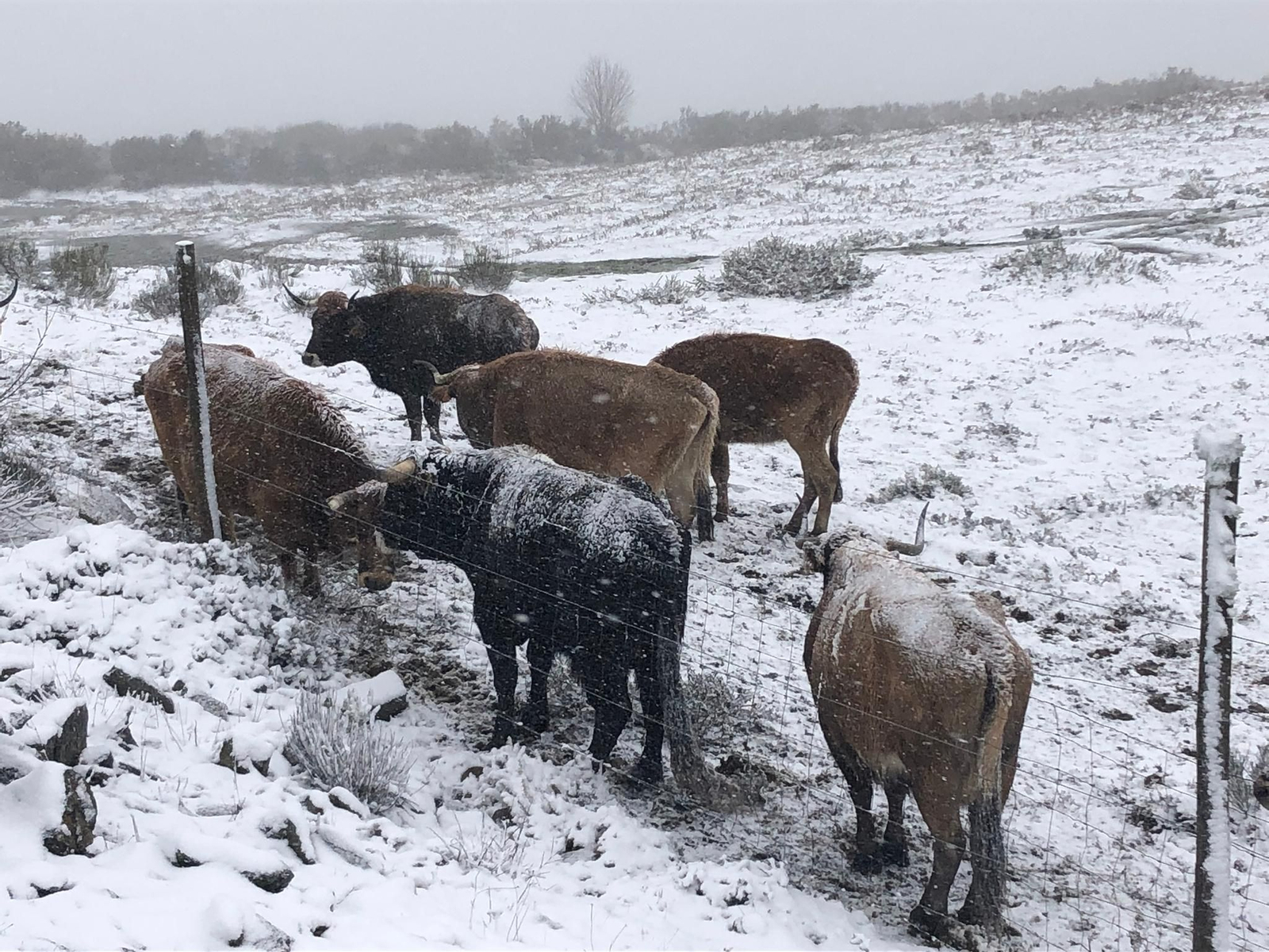 Estación de montaña de Manzaneda