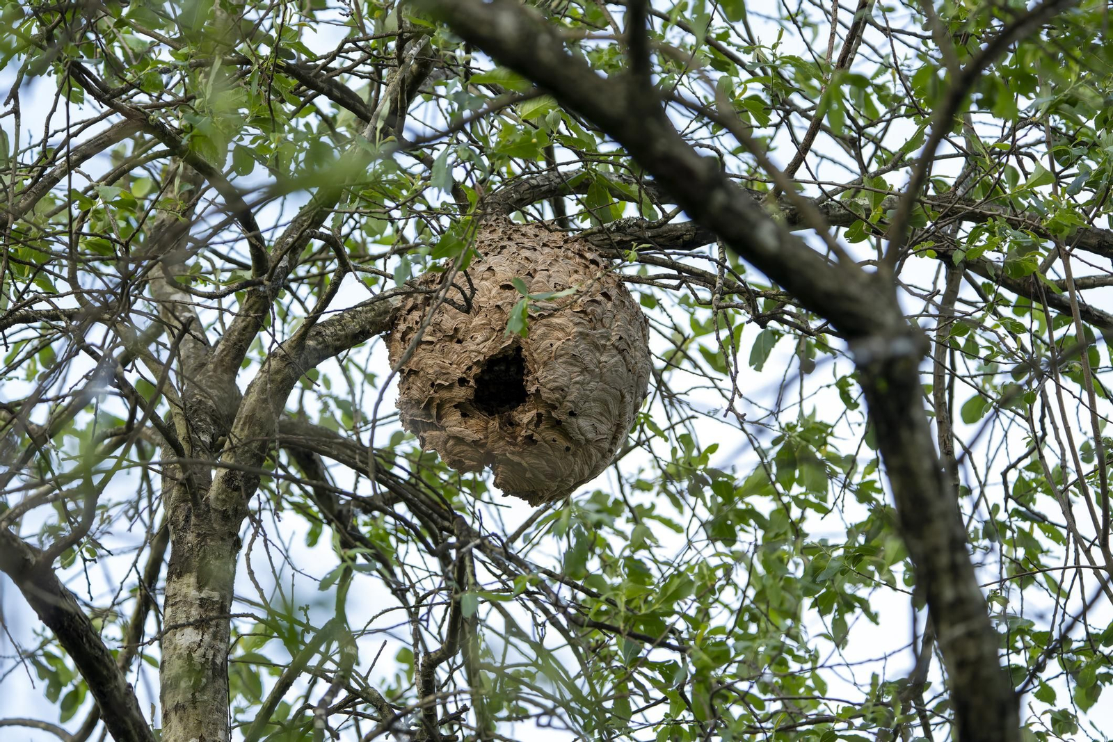 Imagen de archivo de un nido de velutinas ‘escondido’ entre las ramas de un árbol.