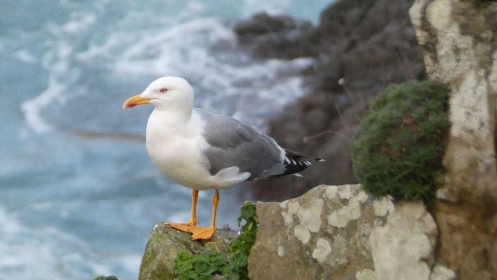 Gaviotas patiamarillas (Larus michahellis)