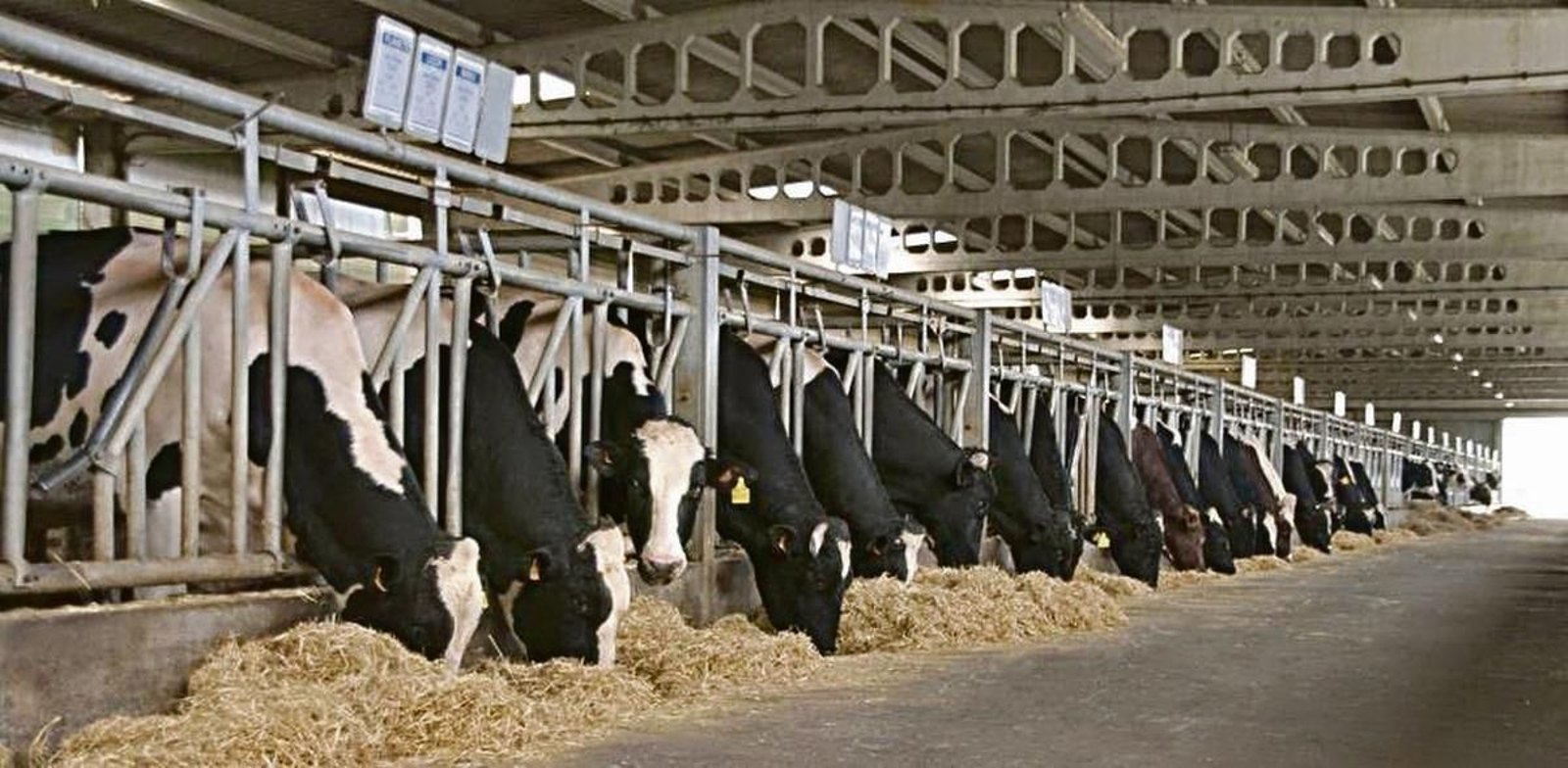 Unas vacas comiendo en una explotación ganadera de Lugo.