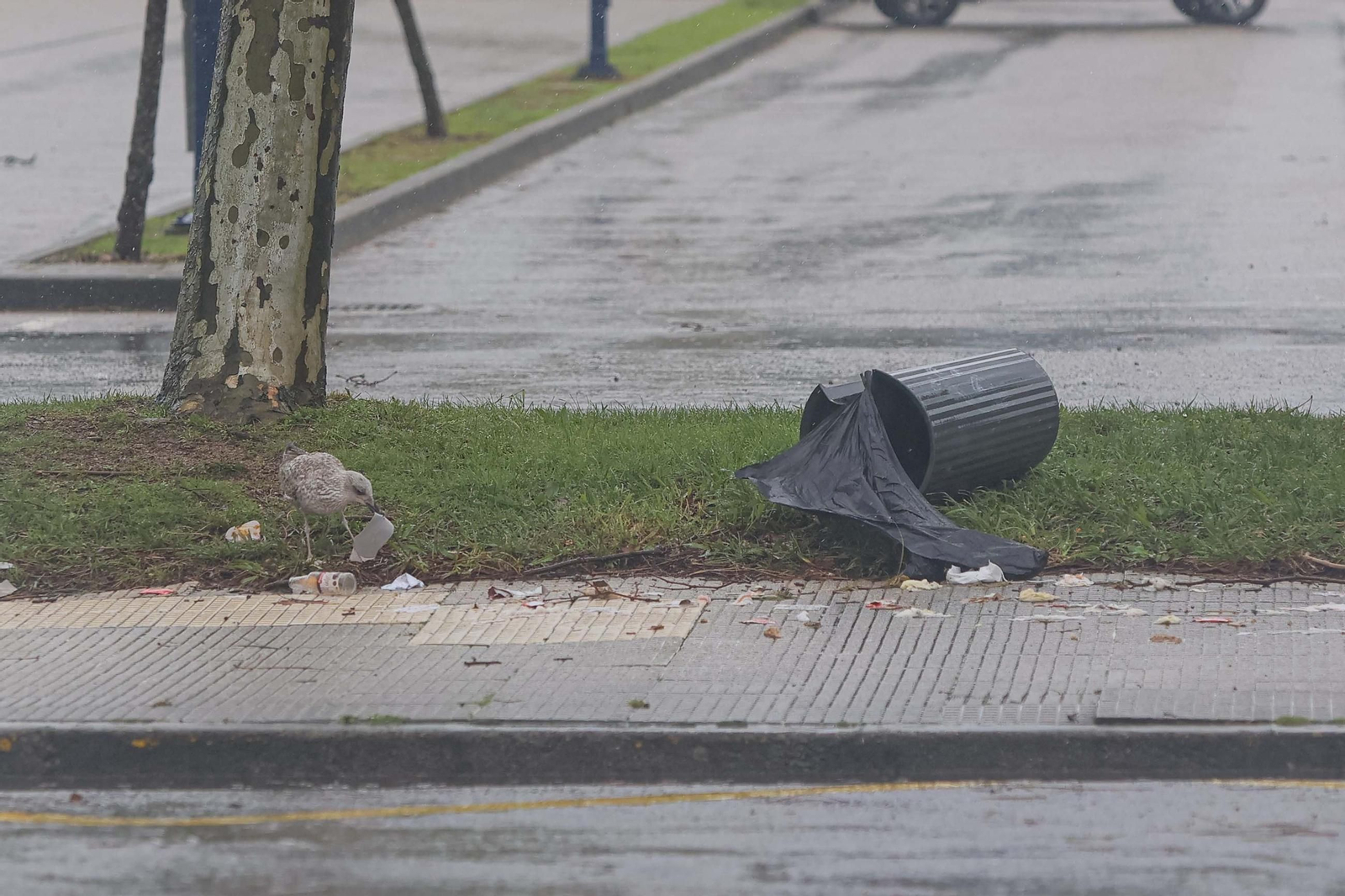 GALERÍA | Los estragos de la borrasca Herminia en Vigo