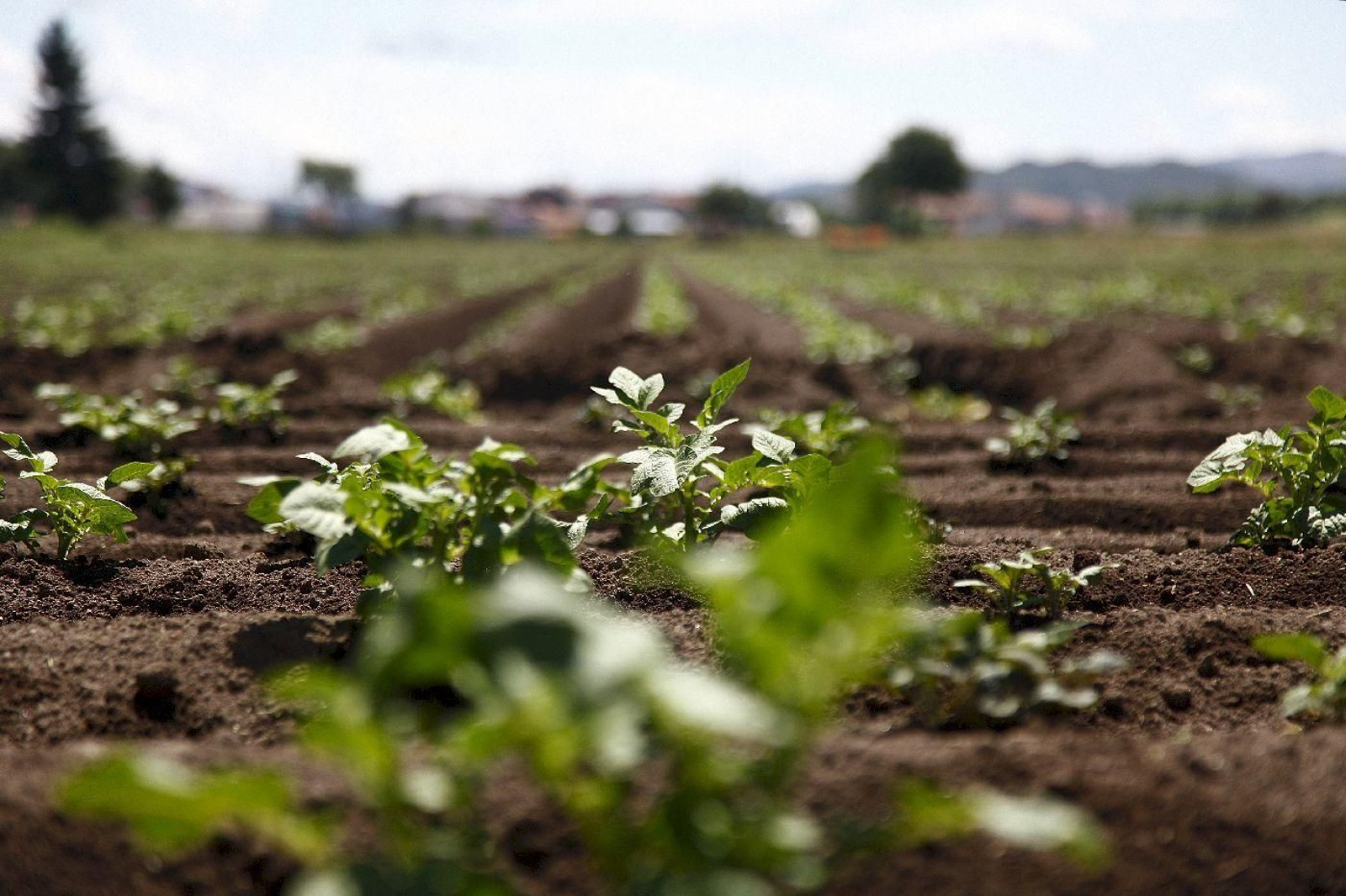 Siembra de patatas en A Limia.