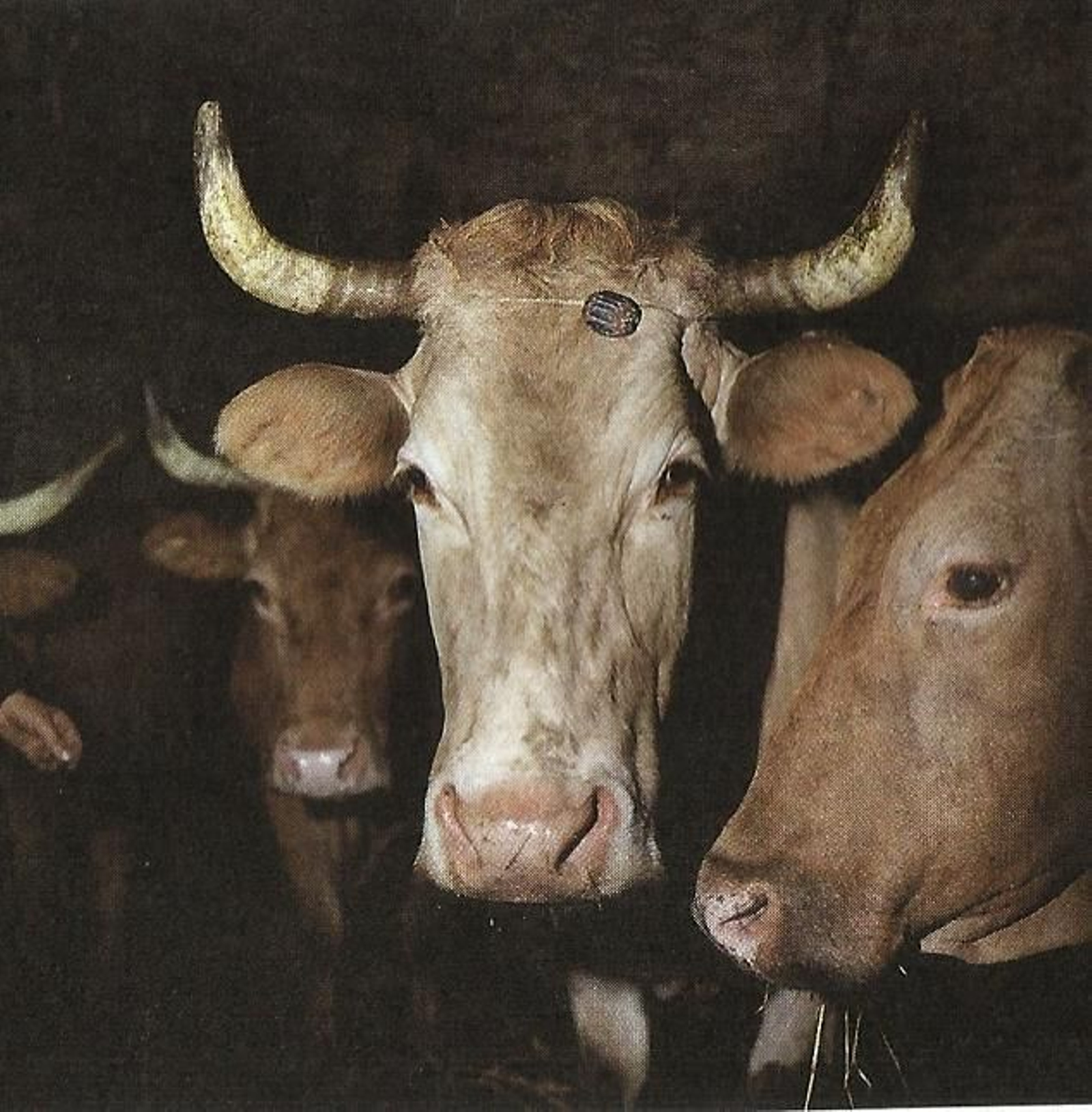 Leituario, para devolverle la leche a una vaca que lo ha  perdido.