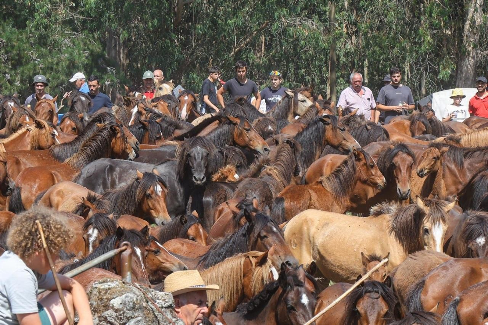 Galería | El curro de Mougás cierra la temporada de la “rapa” en la Serra da Groba
