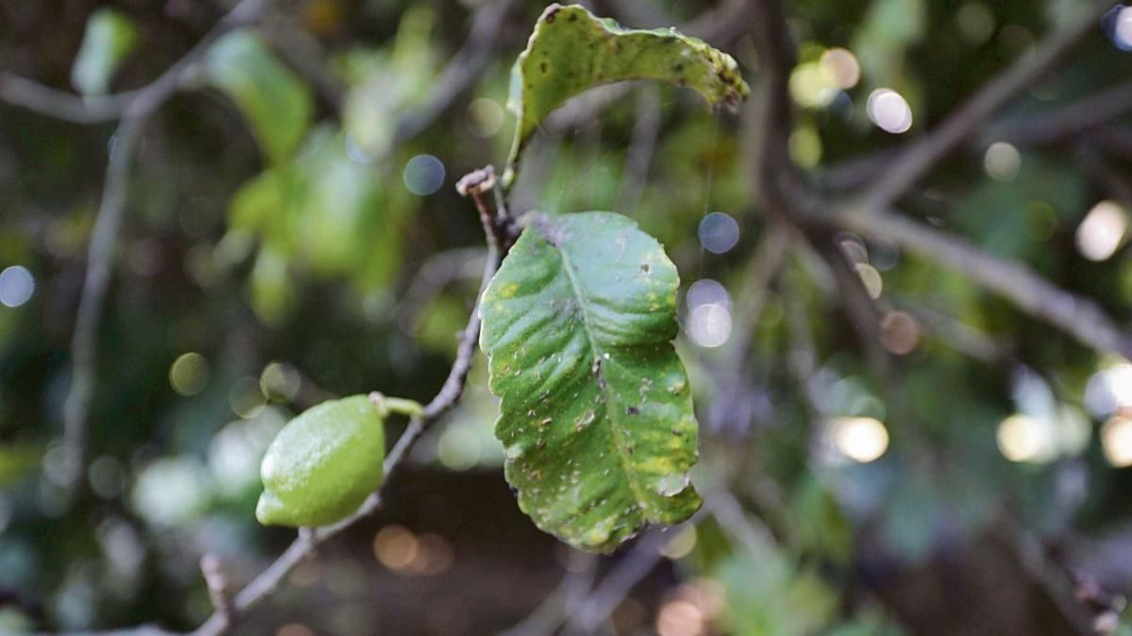 Limonero afectado por Trioza Erytreae, insecto que transmite la enfermedad bacteriana en los cítricos.