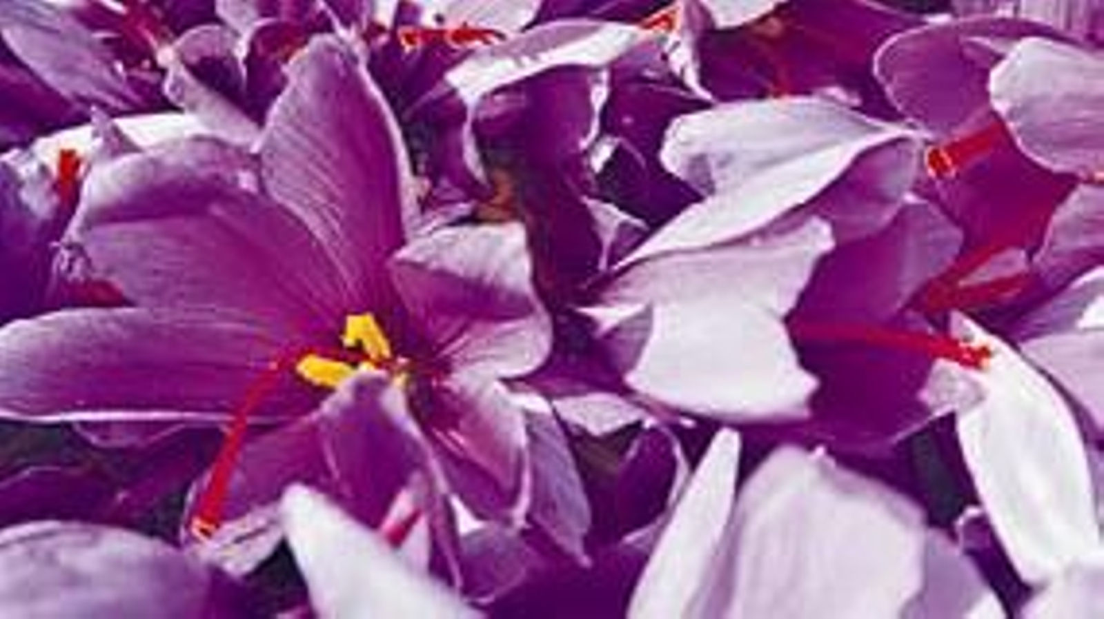 El Crocus sativus o azafrán.