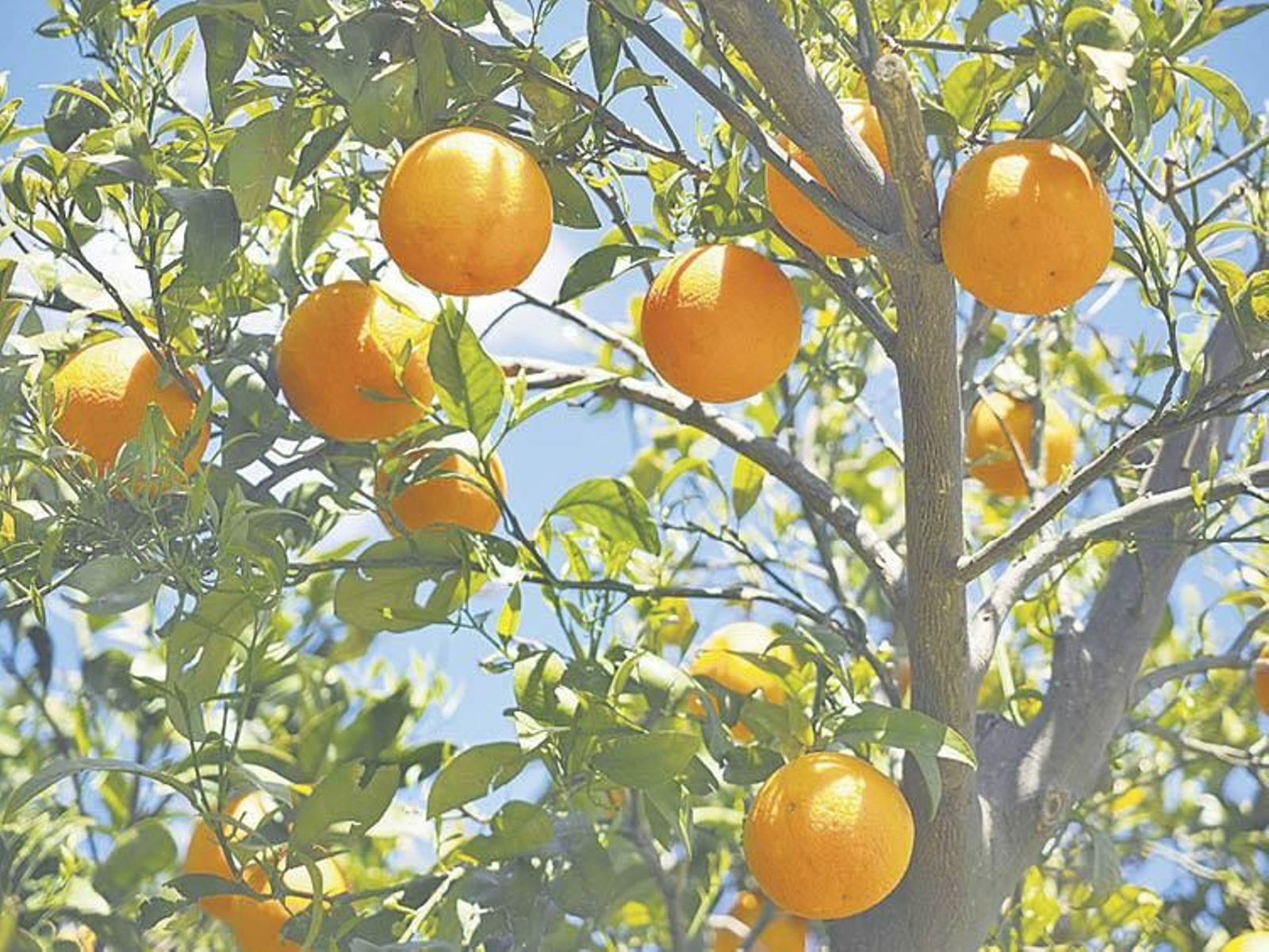 Un naranjo con sus ramas llenas de fruto.
