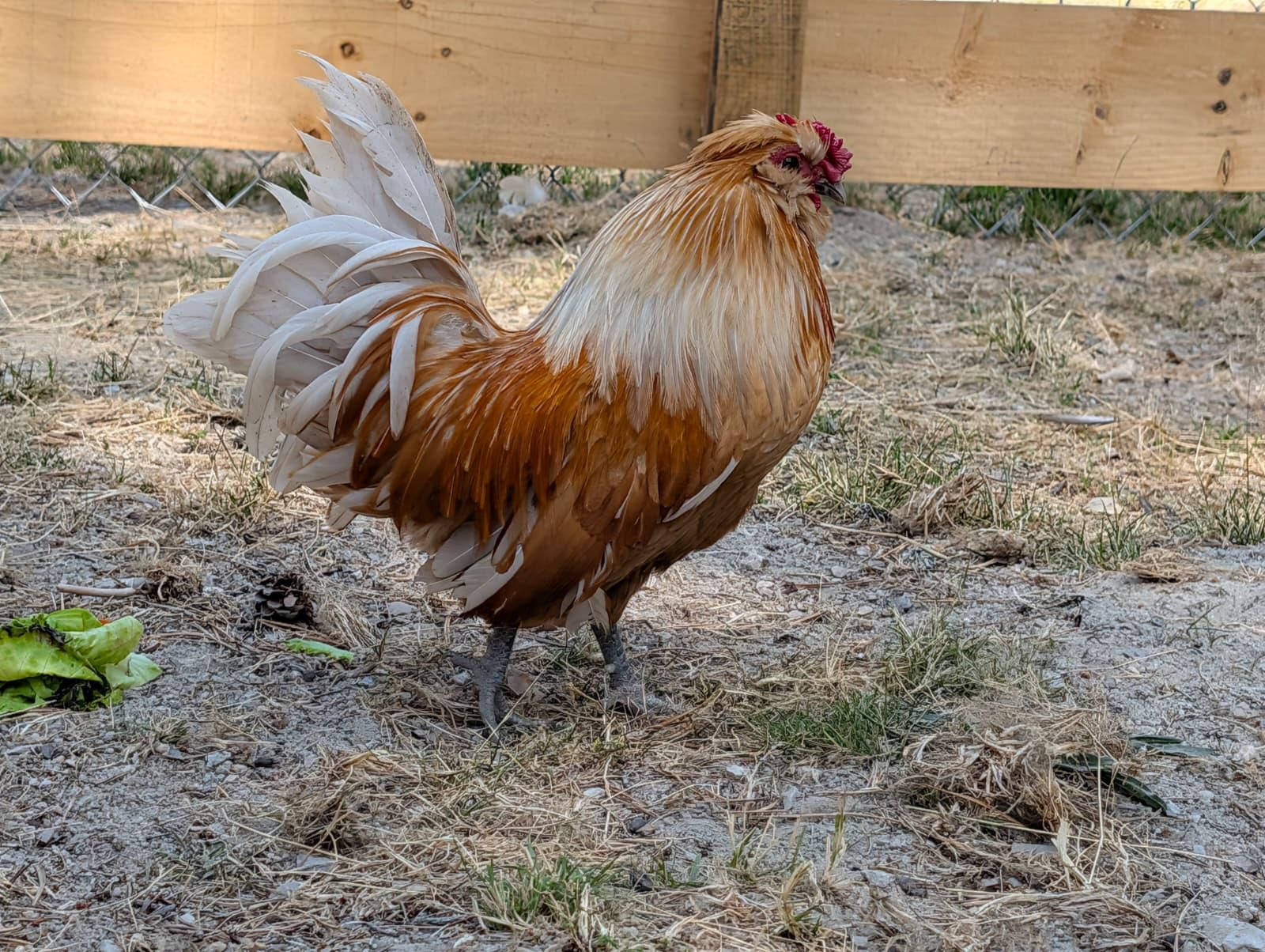 Galería | Gallinas, pavos reales y cabras enanas: los peculiares compañeros de la granja escuela de Manzaneda