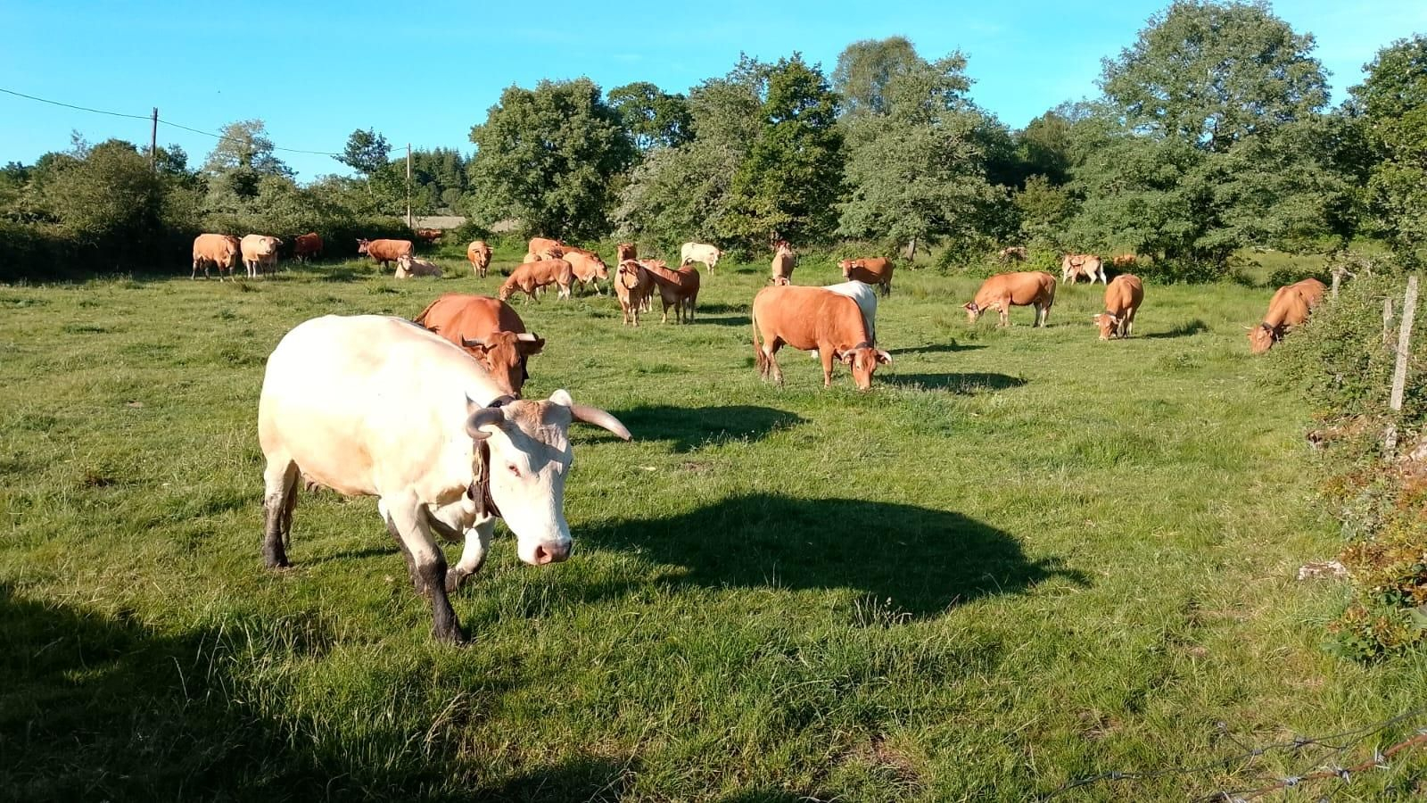 Las vacas de David Gómez, de Retorta das Chás (Montederramo).