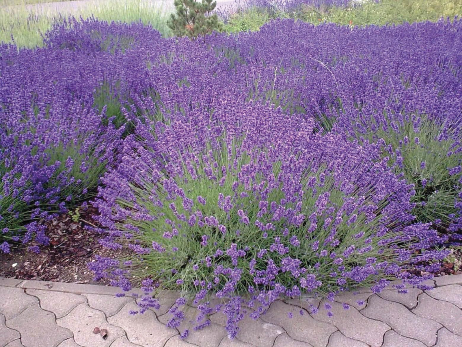 La lavanda es una especie que se dearrolla mejor en tierras arenosas.