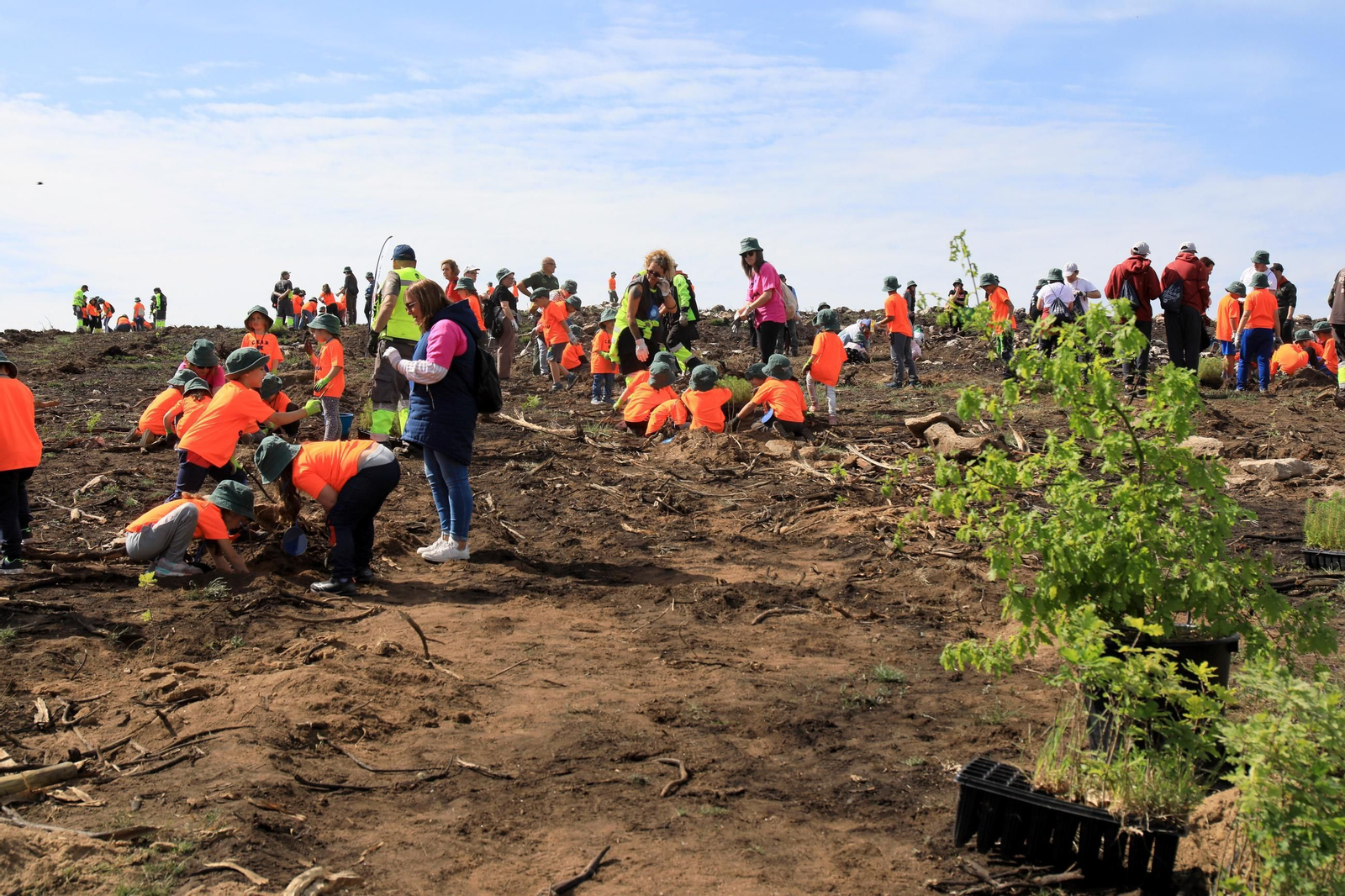 Galería | Numerosos niños reforestan A Caridade tras los incendios del pasado agosto