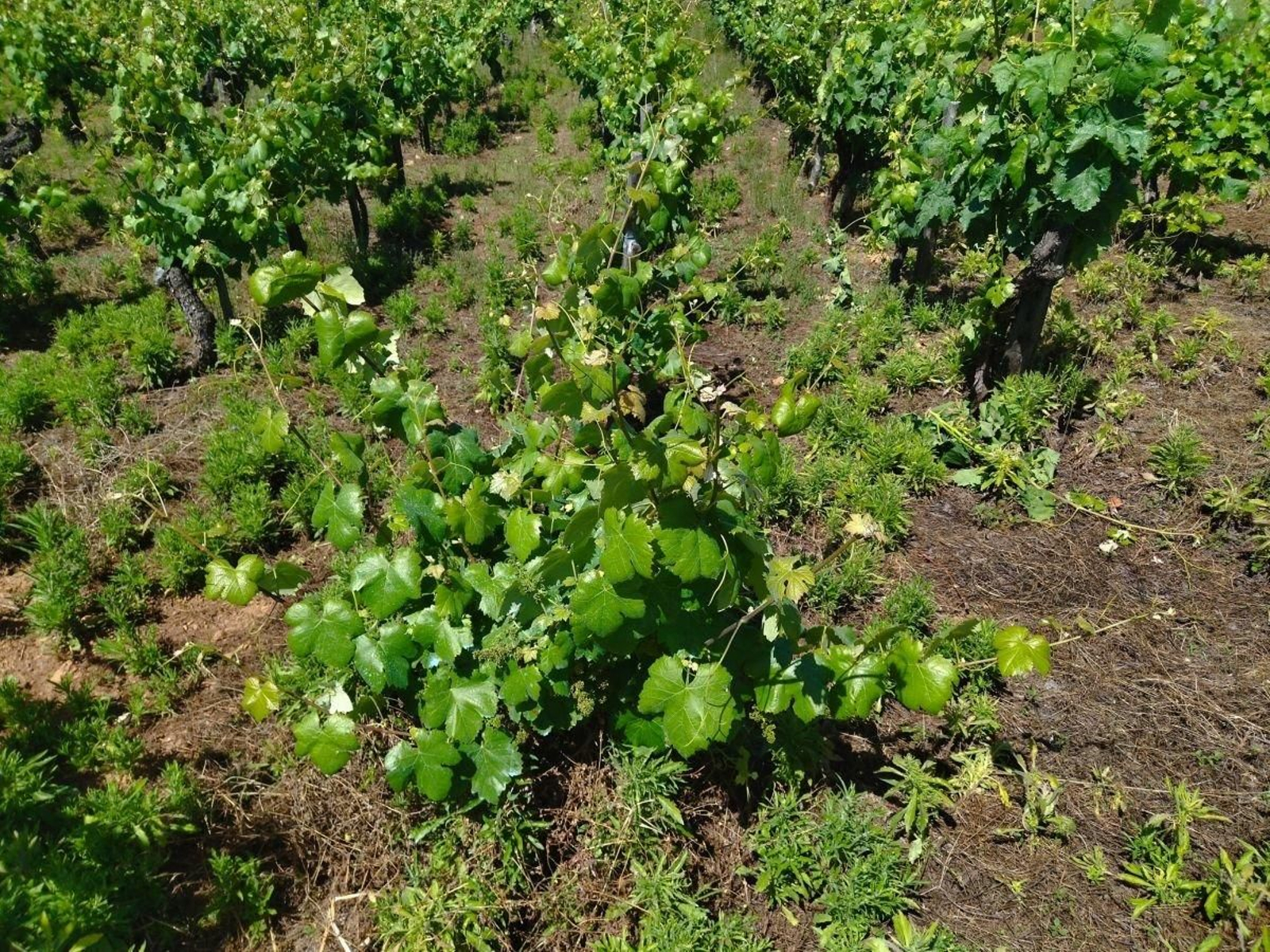 Floración en las cepas de un viñedo de O Barco de Valdeorras.