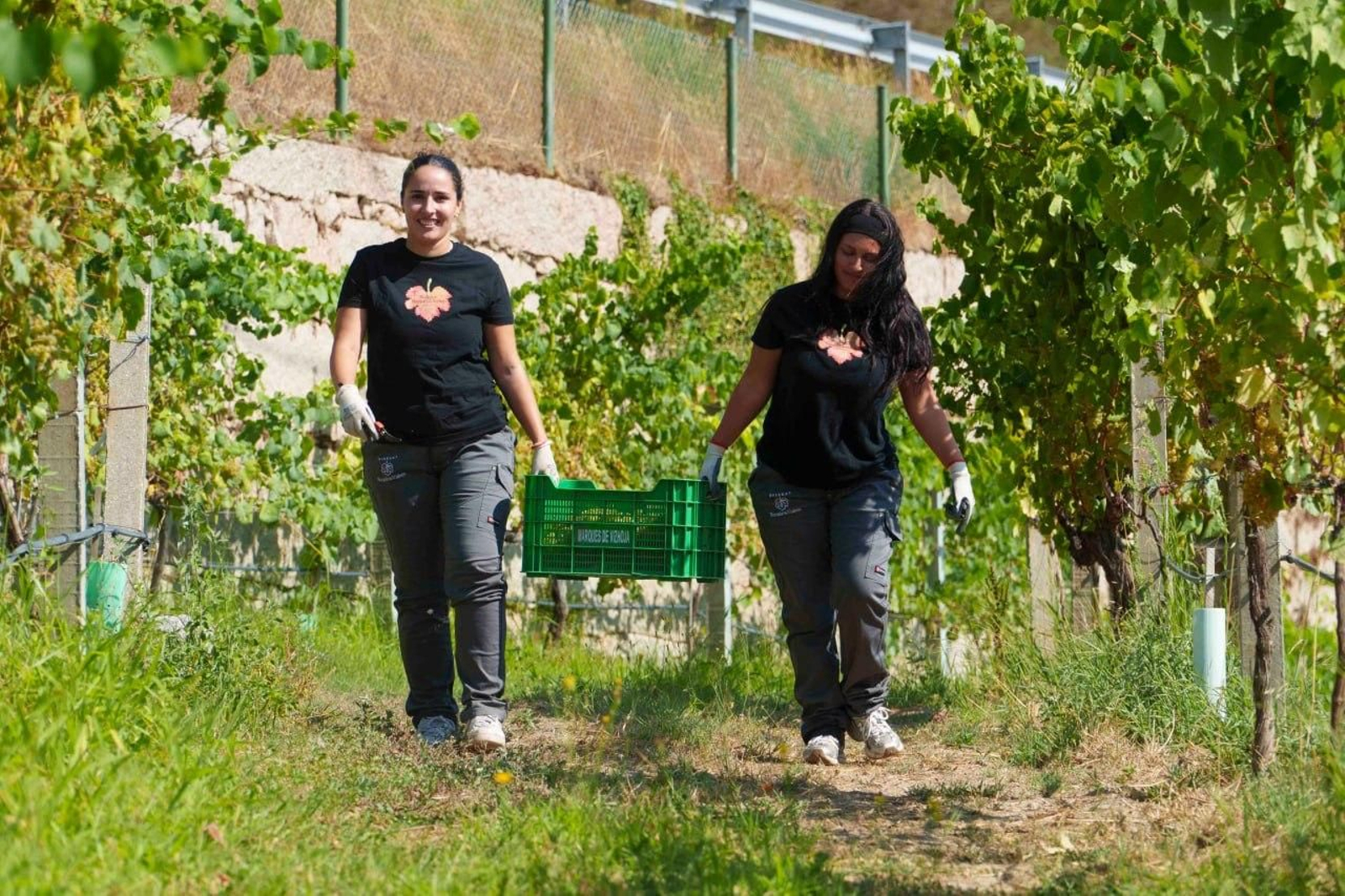 Galería | El calor adelanta la vendimia en las Rías Baixas