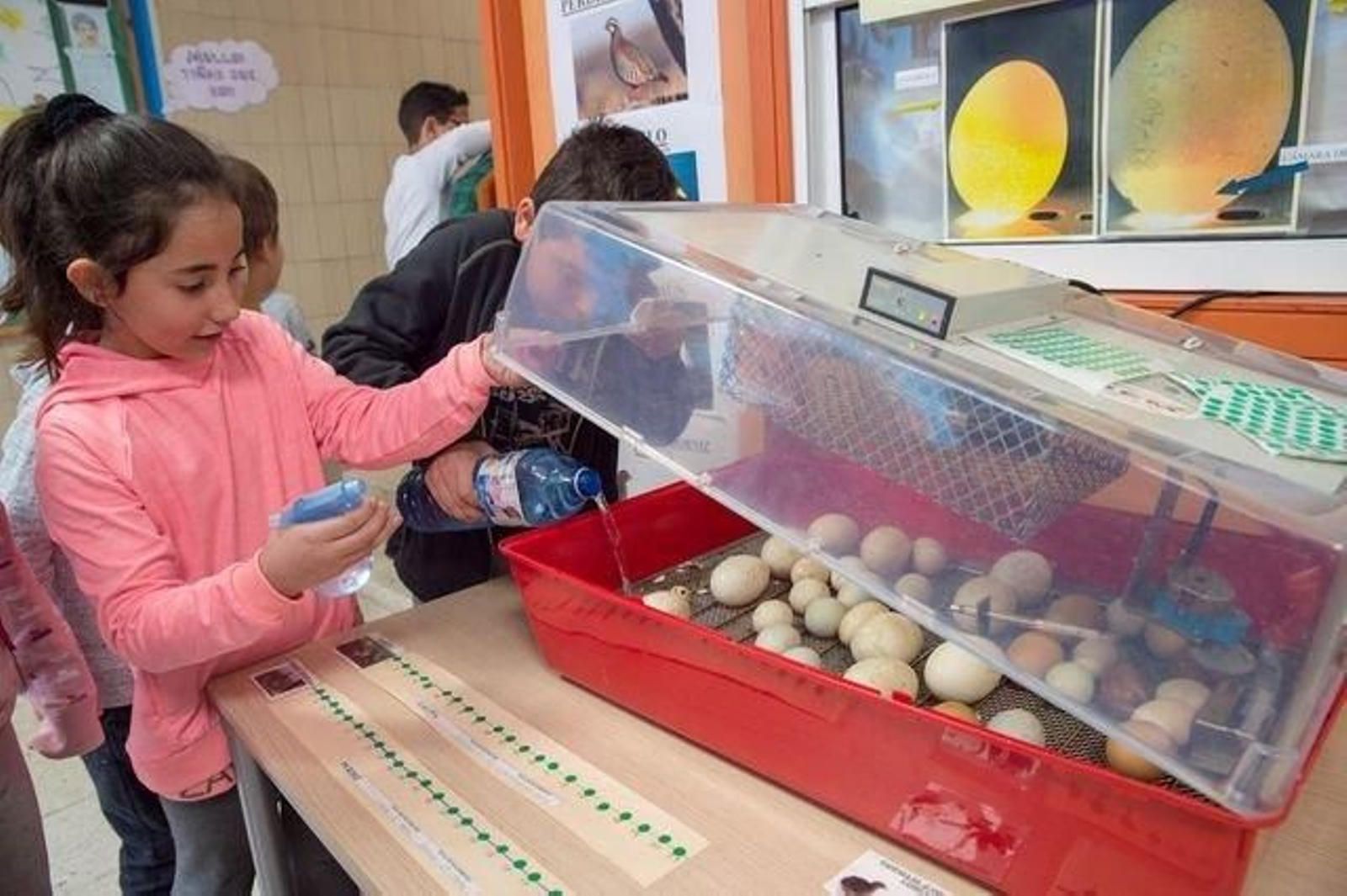 OURENSE (CEIP VISTA HERMOSA). 03/05/2018. OURENSE. Grabación del programa Xornal Escolar en el CEIP de Vista Hermosa, en el que estudian las fases de huevos de varias especies de aves. FOTO: ÓSCAR PINAL.