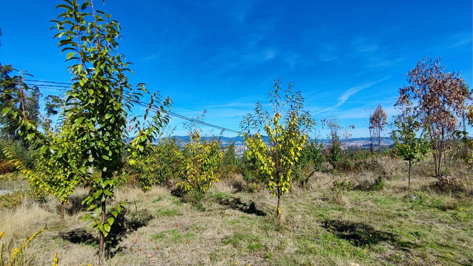 Plantaciones en los montes de nuevos árboles. Ya comienzan a subir, cuatro años después.