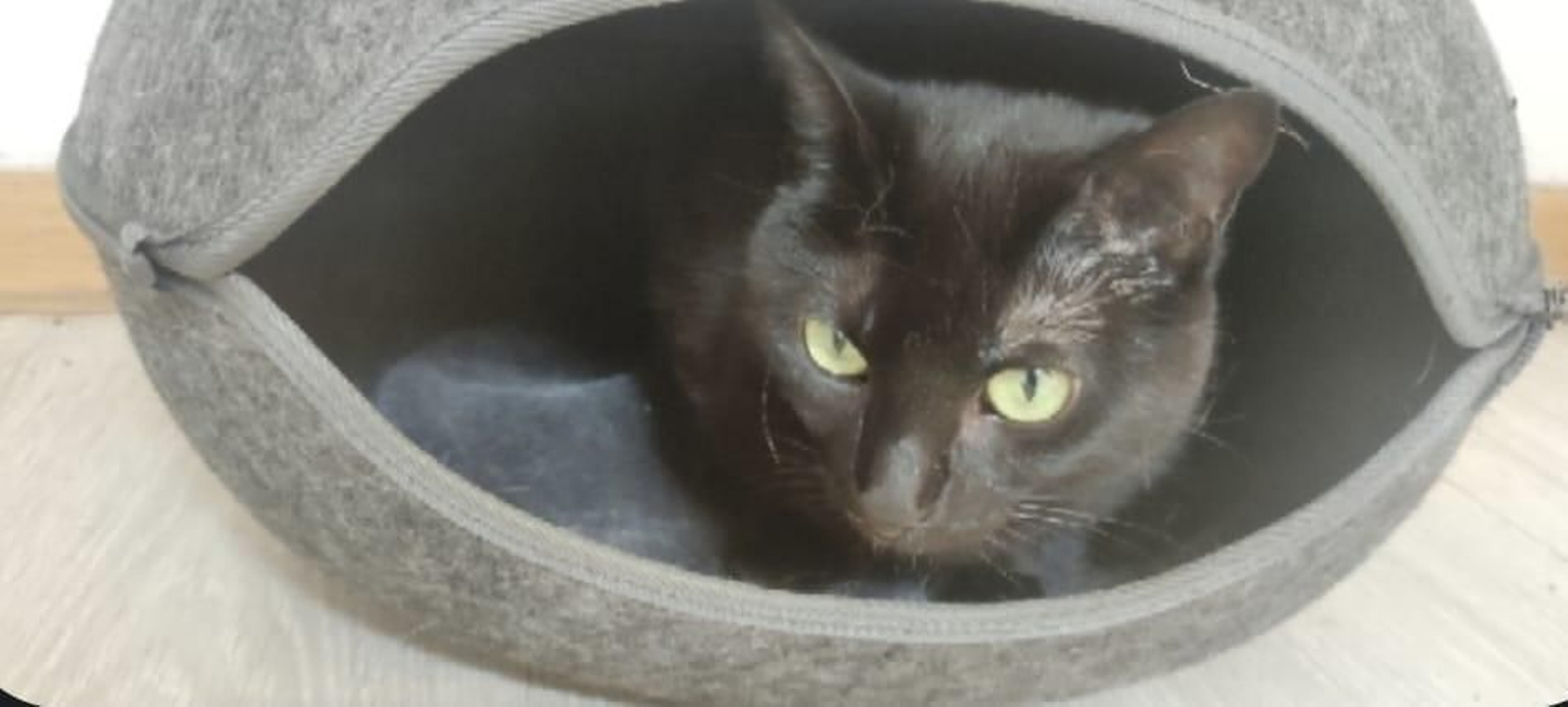 Morgana