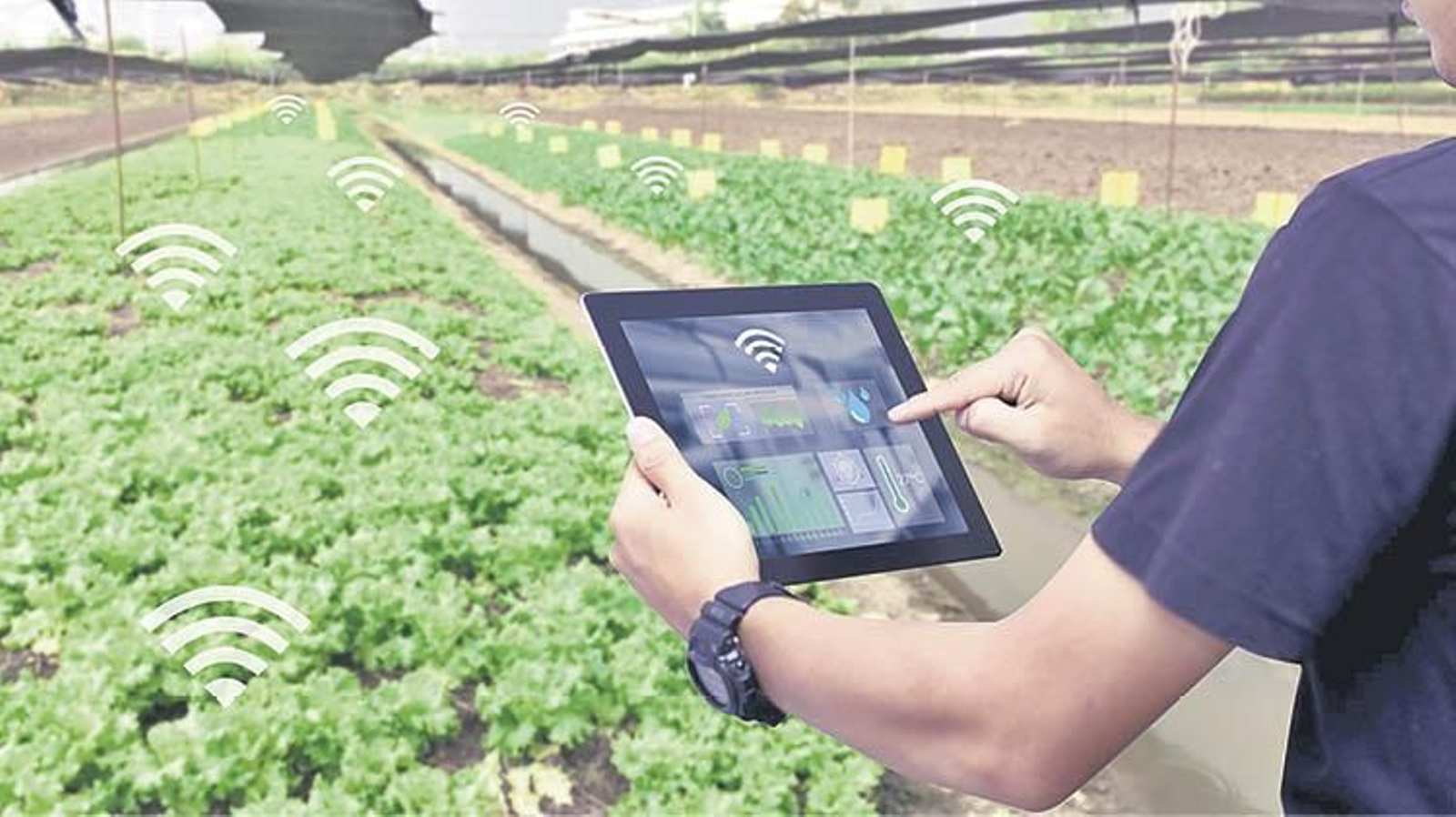 Internet será una herramienta imprescindible para la agricultura en las zonas rurales.
