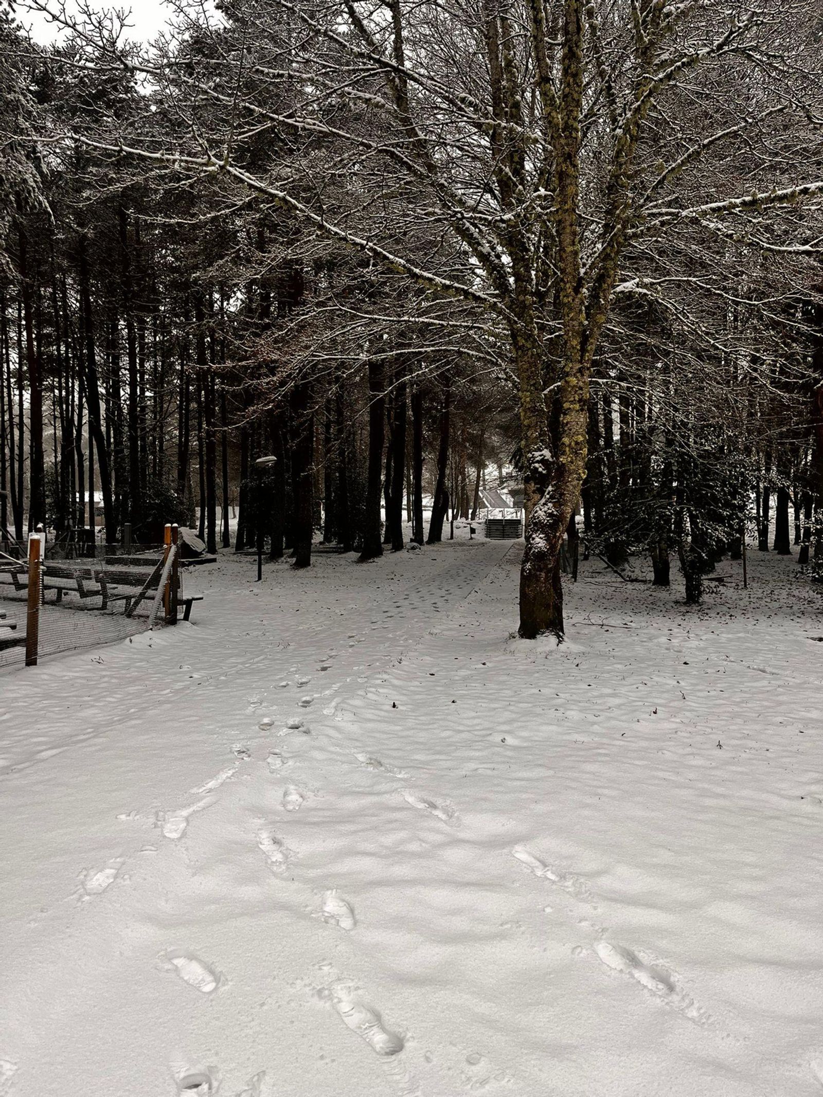 Zona de abajo de las pistas de esquí de la estación de Manzaneda