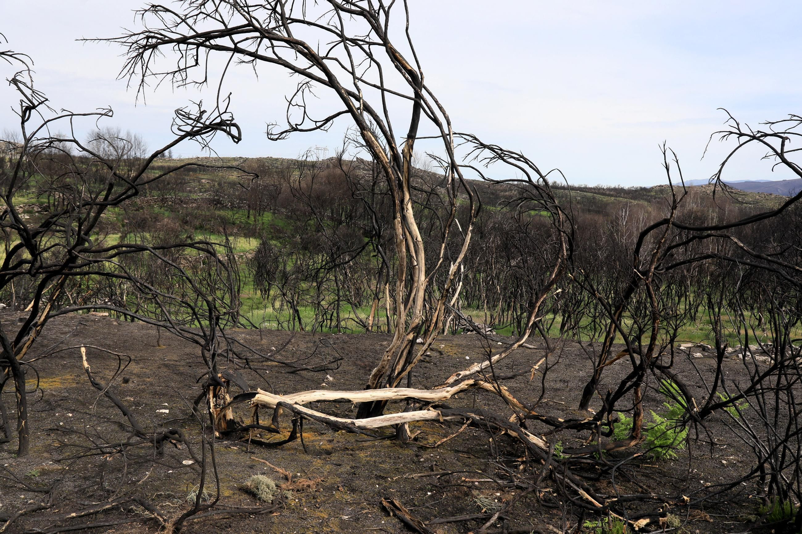 Galería | Numerosos niños reforestan A Caridade tras los incendios del pasado agosto