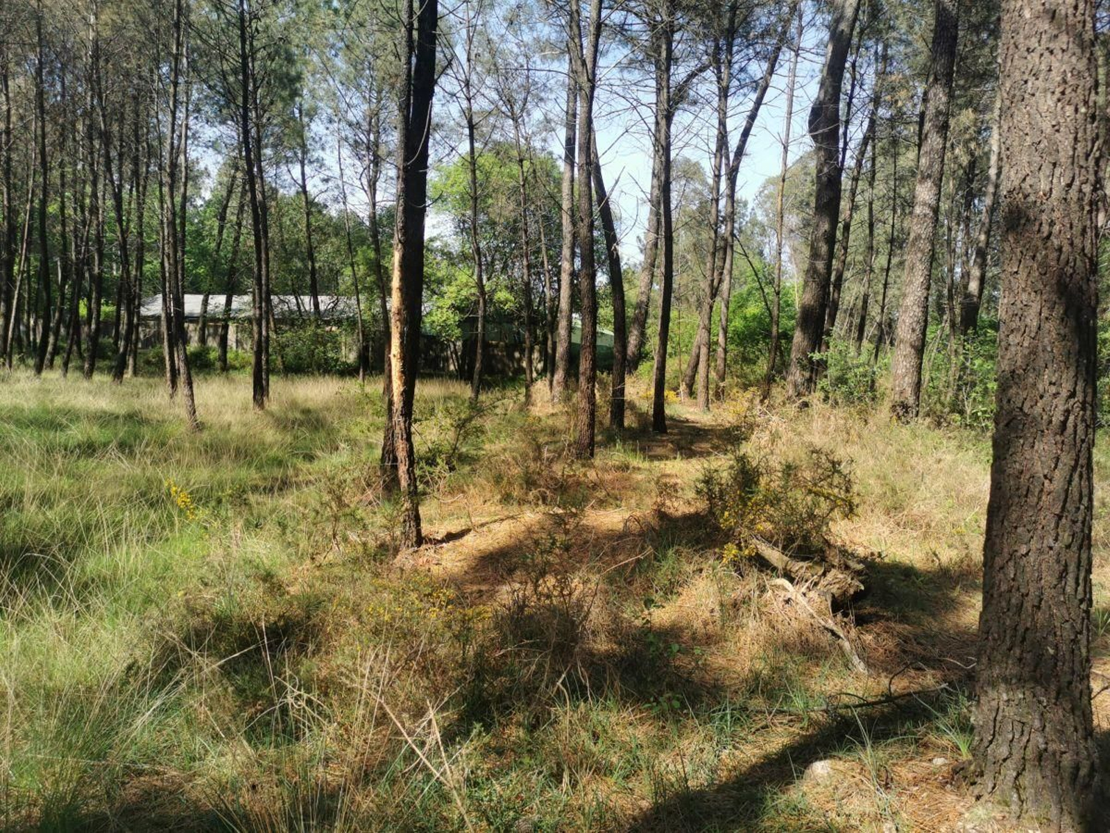 Estado de la Vía Romana XIX, tramo catalogado, en el monte vecinal de Pontellas, en abril de 2024.