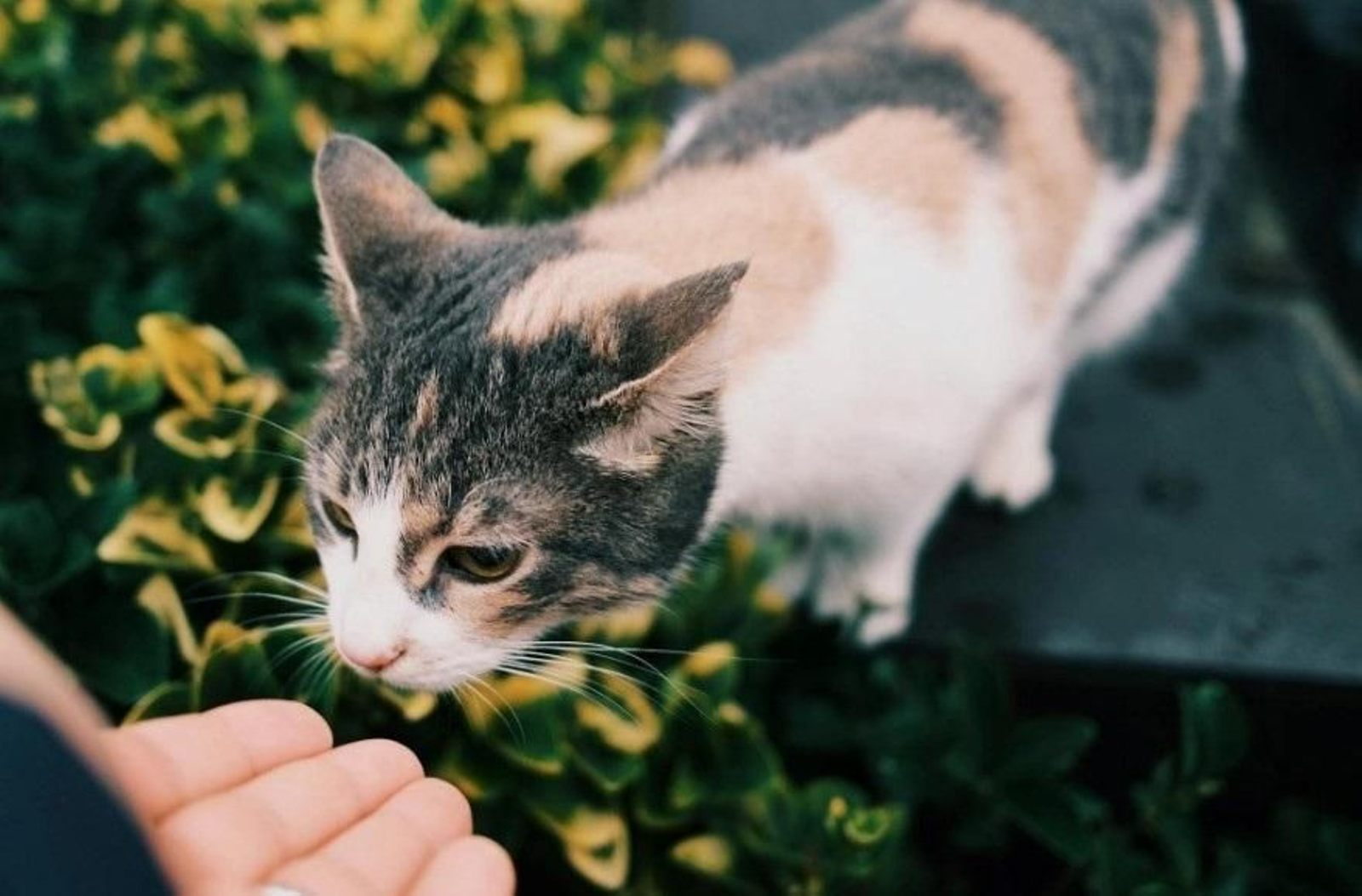 Gato doméstico en una imagen de archivo.