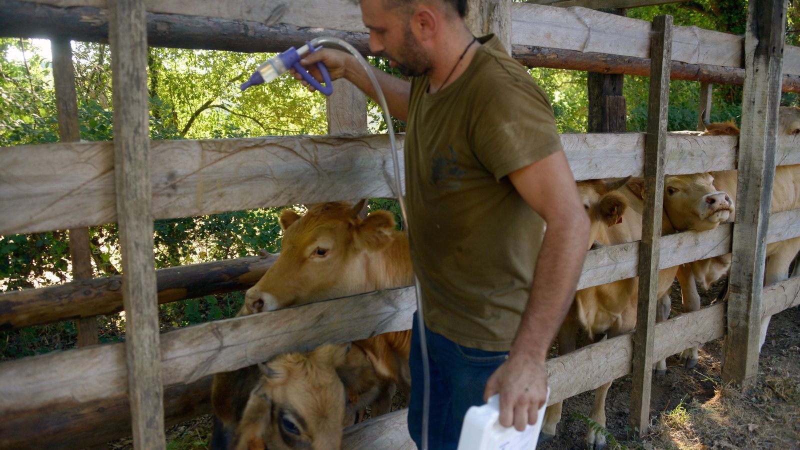 Varias vacas siendo tratadas, a 21 de agosto de 2026, en Ourense.