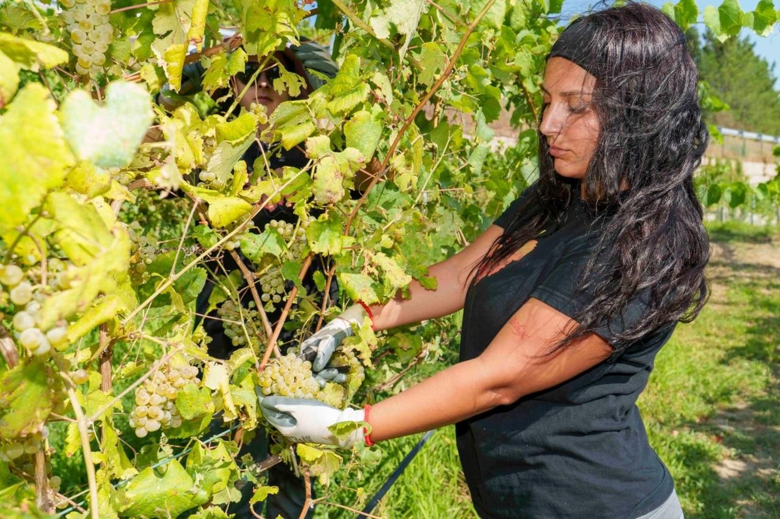 Galería | El calor adelanta la vendimia en las Rías Baixas