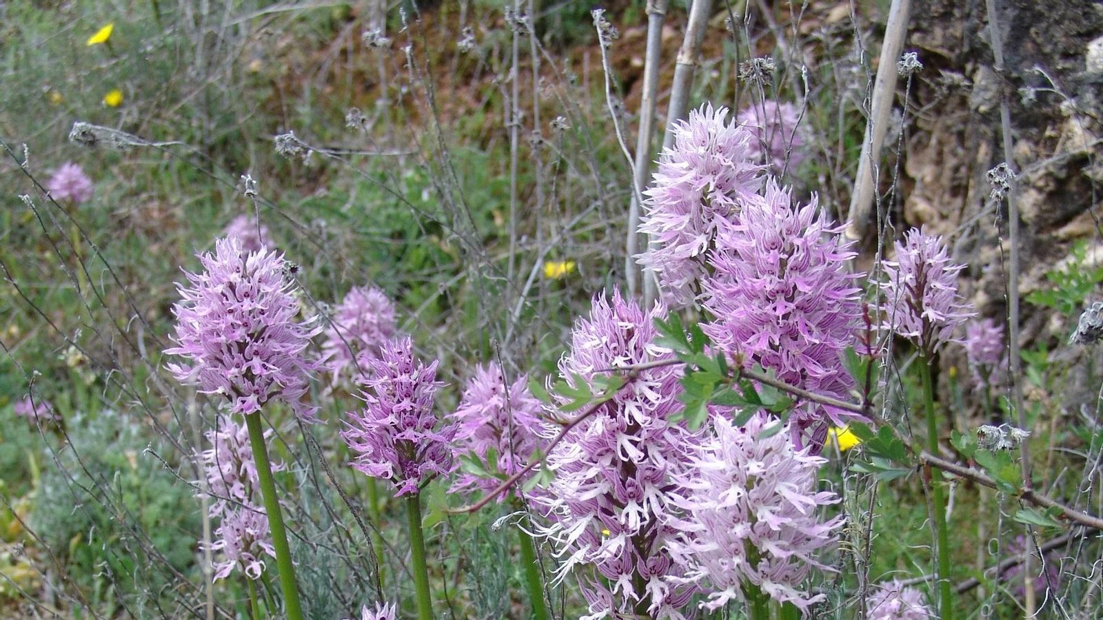 Aquí hai 25 especies diferentes de Orquídeas