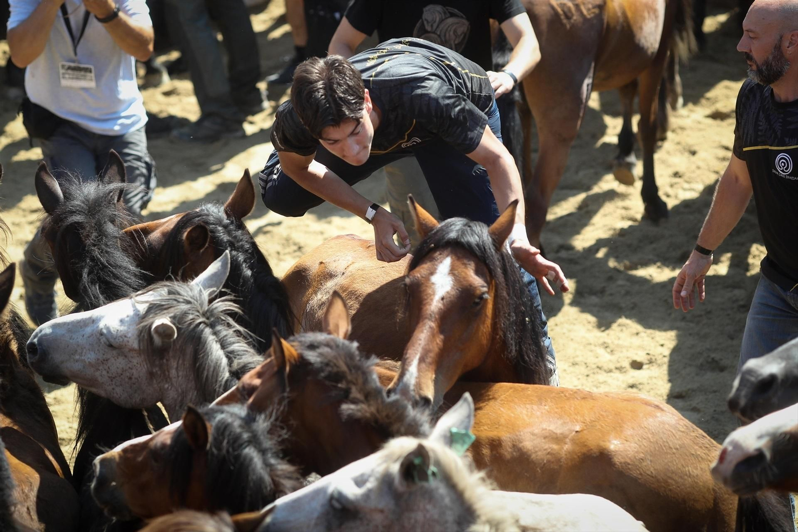 Una Rapa das Bestas de Sabucedo llena de fuerza, tradición y emoción, en fotos