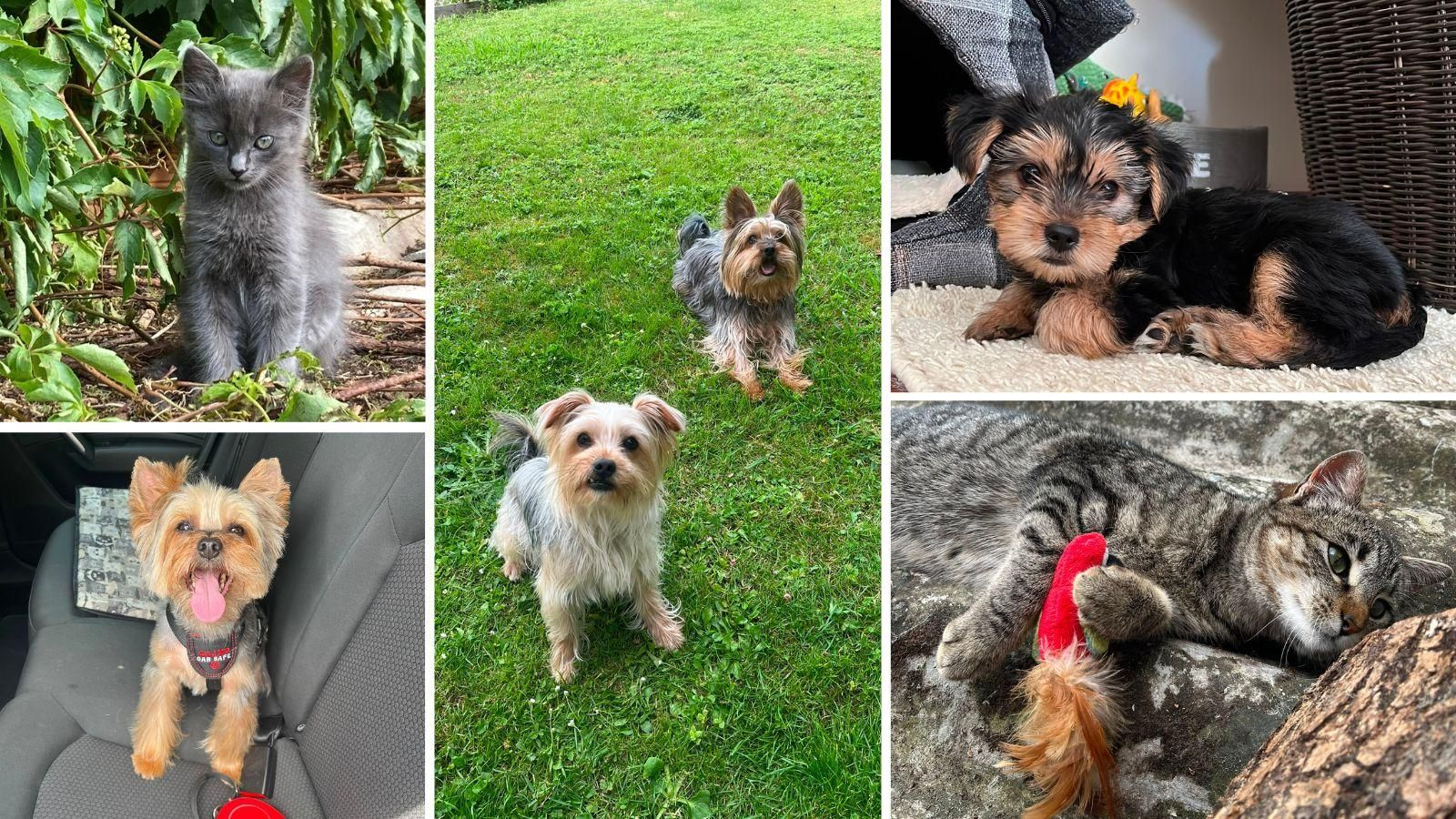 Los perros y los gatos son los animales de compañía más habituales.