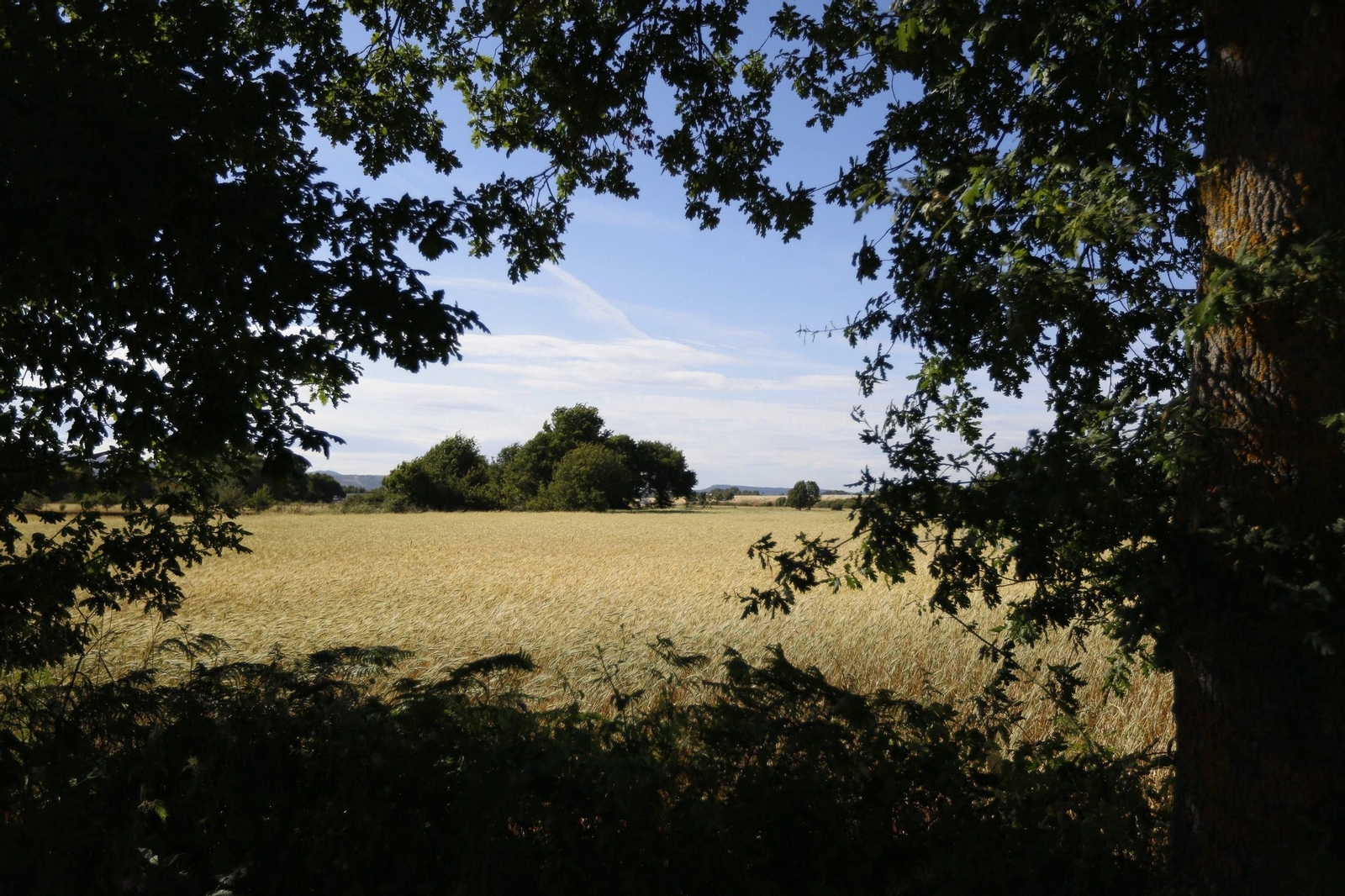 Campo de cereal en la comarca de A Limia, el pasado mes de julio.