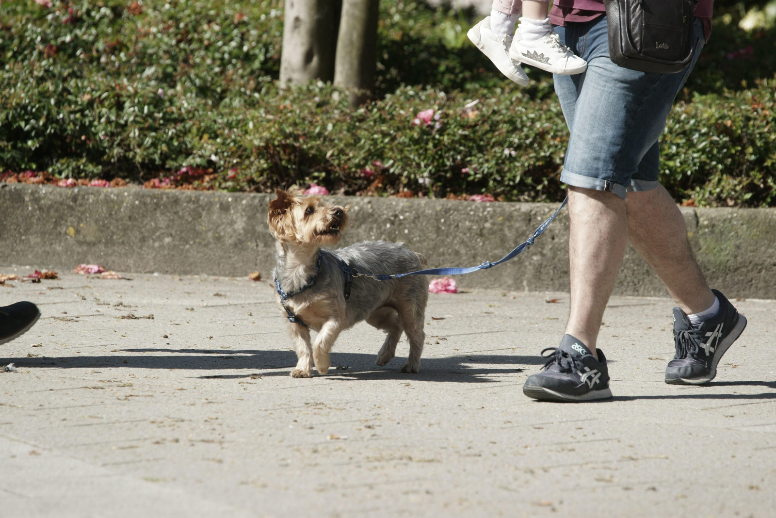 Una persona paseando a su perro.