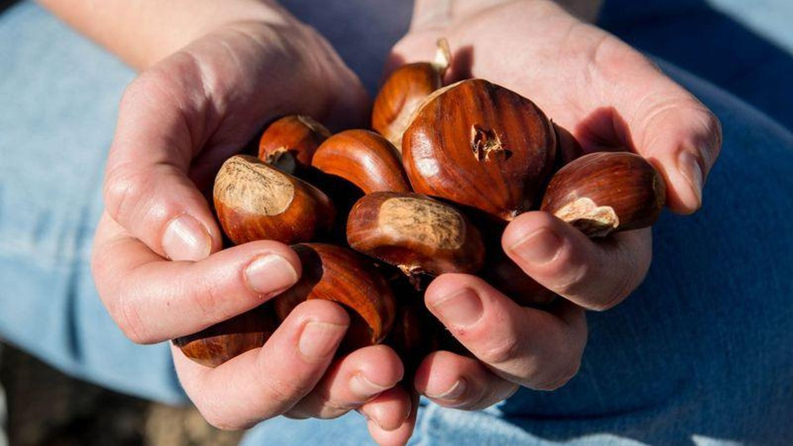 Unha persoa mostra unhas castañas recién apañadas.