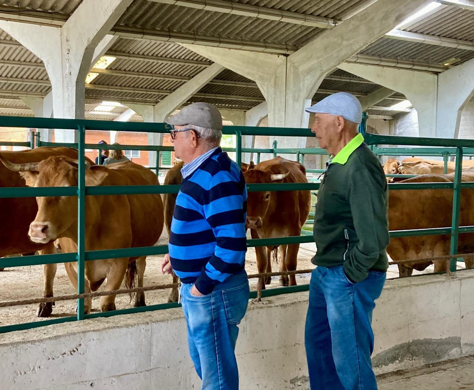 Galería | Ganaderos y tratantes celebran el regreso de la feria de ganado en Castro Caldelas, en fotos