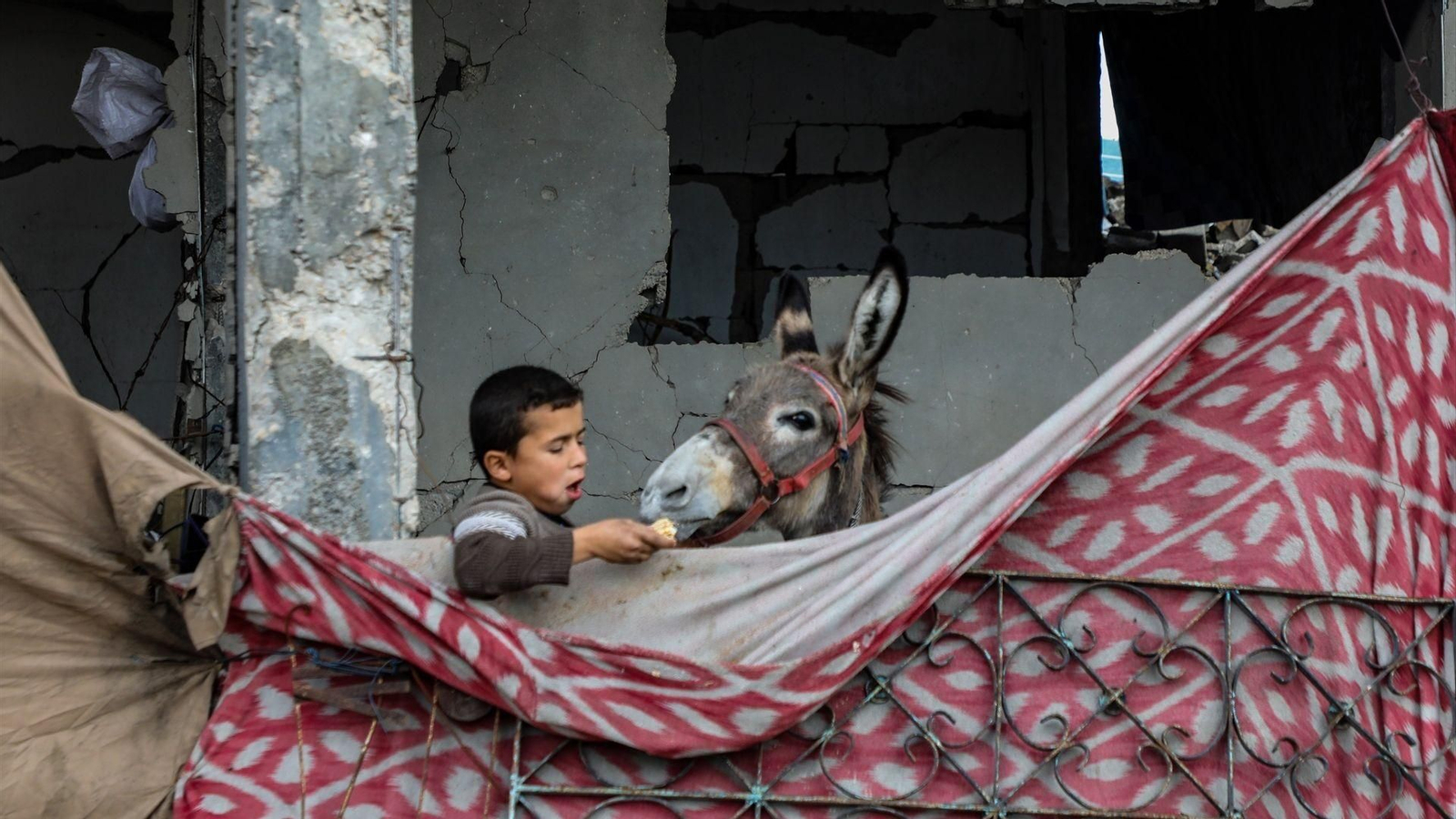 Un niño palestino da de comer a un burro en Gaza.