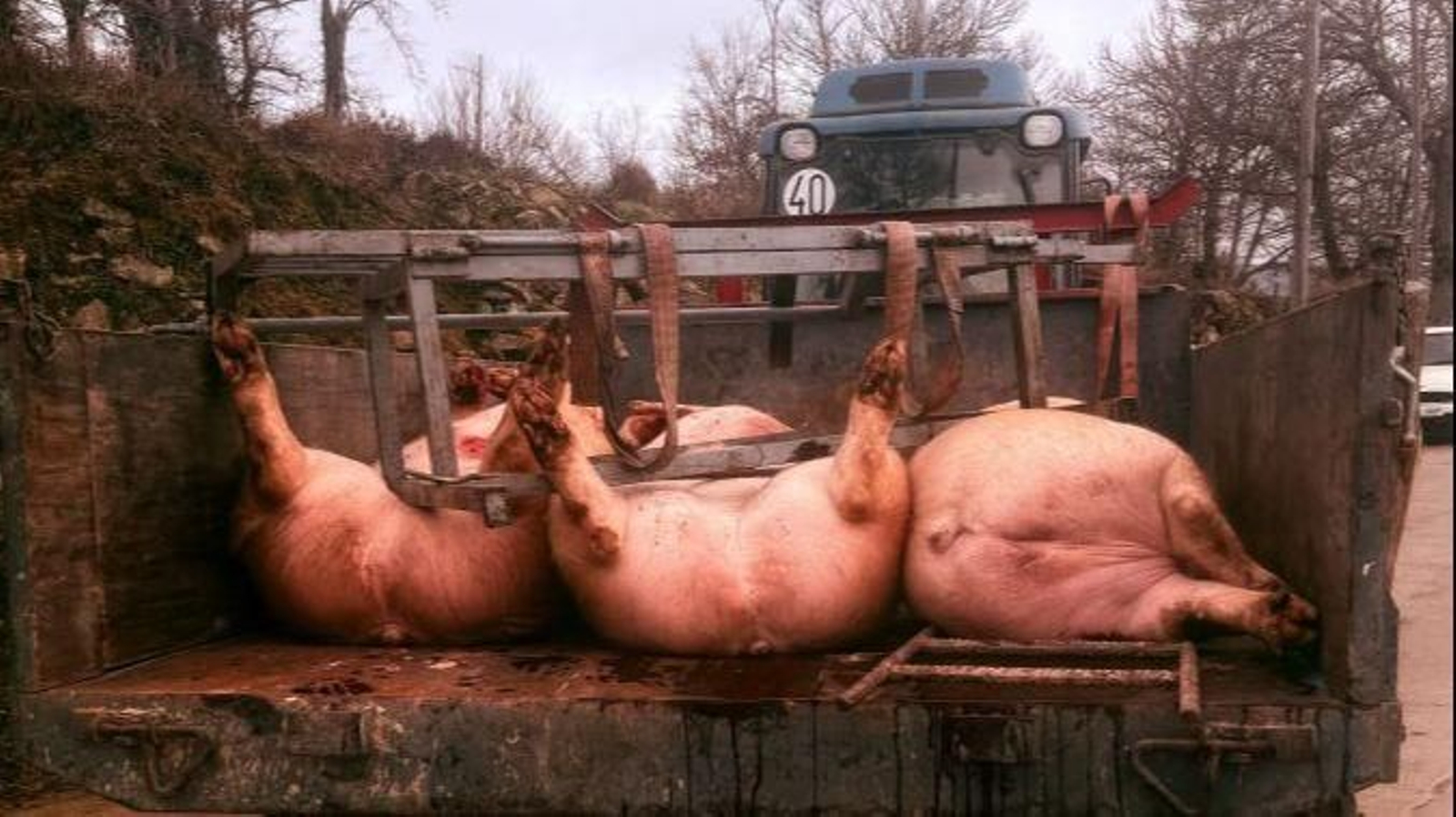 O sacrificio do porco permite a elaboración posterior de diferentes embutidos e salazóns.