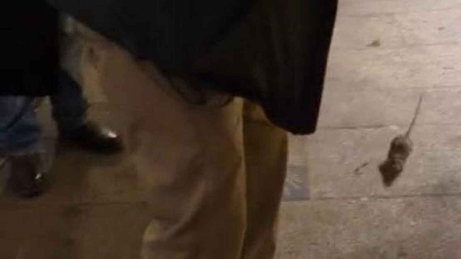 Ratas en la calle del Paseo