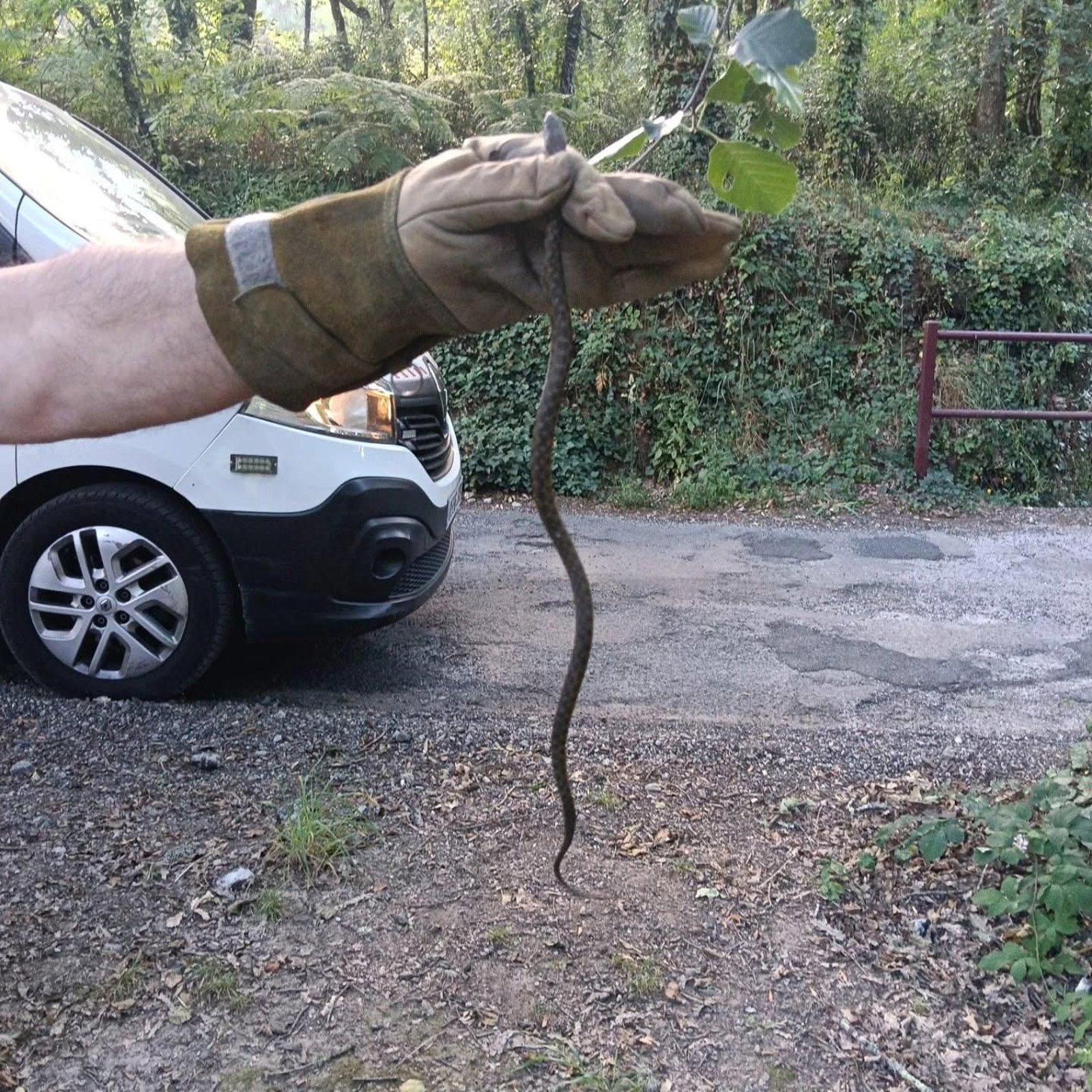 La serpiente que tuvieron que retirar en Barbadás.